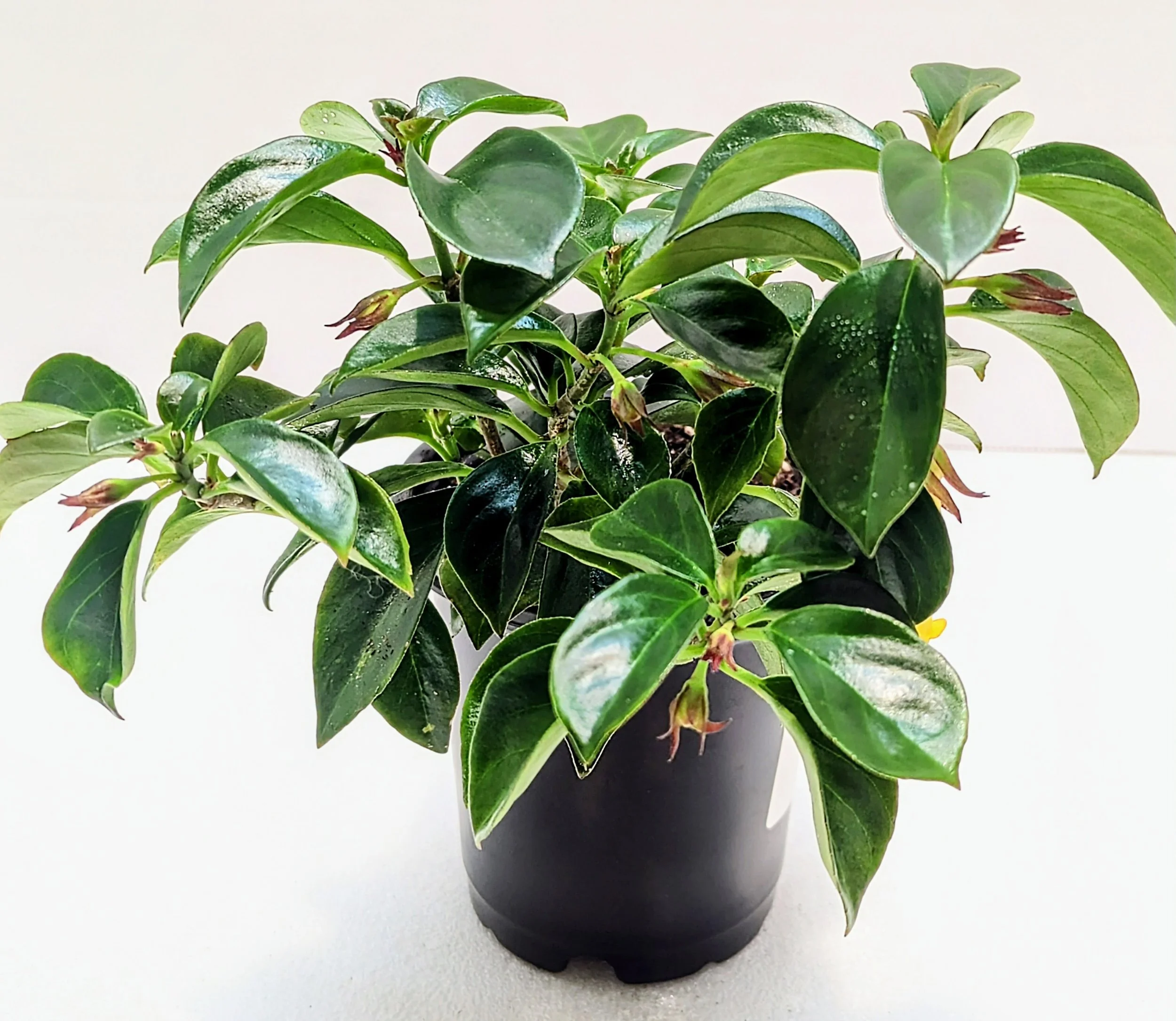 Nematanthus Lemon Lime is a perfect plant to add sunny, yellow blooms to any room. Vines can extend three feet and the tiny goldfish flowers are prolific.