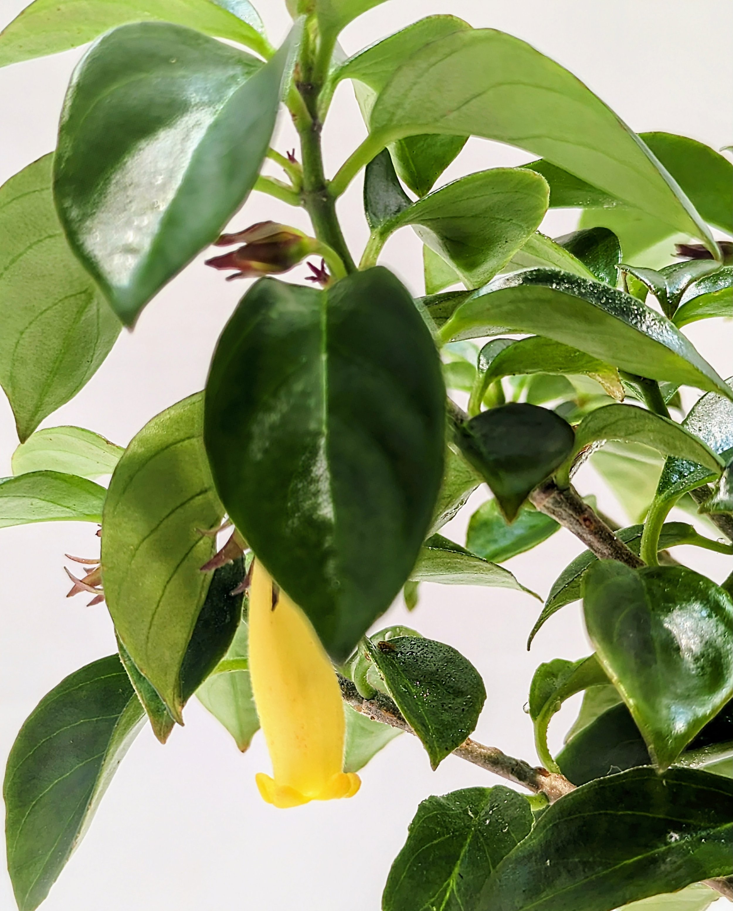 Nematanthus Lemon Lime is a perfect plant to add sunny, yellow blooms to any room. Vines can extend three feet and the tiny goldfish flowers are prolific.