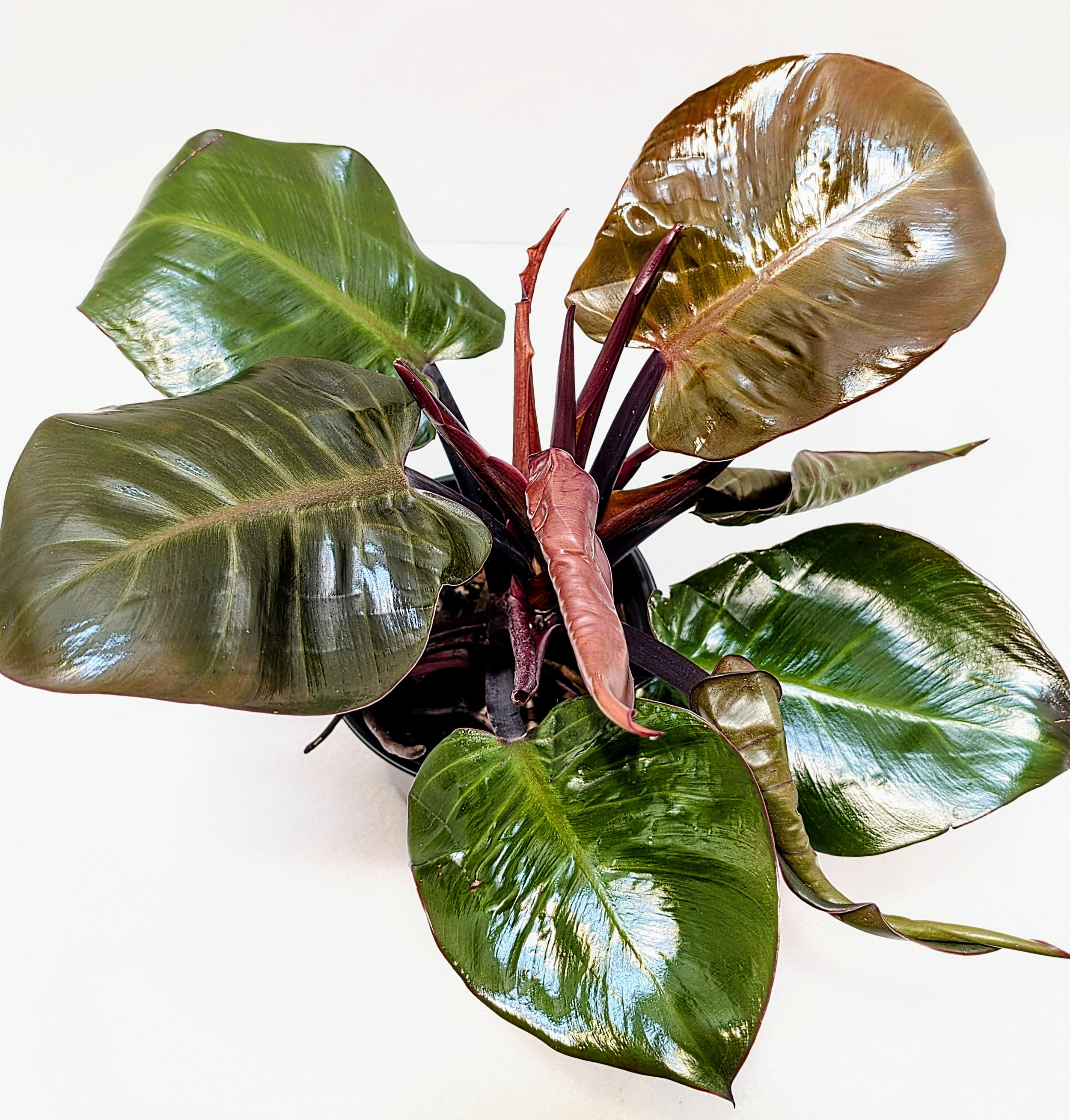 Philodendron Red Heart is a stand-out! Rich, red heart-shaped leaves sit upon even deeper red stems. This Philodendron loves to climb,
