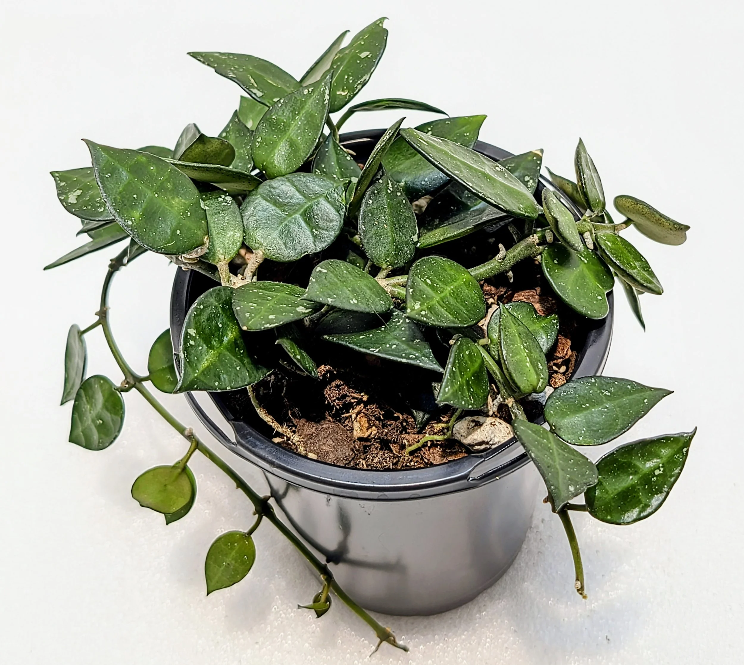 Hoya krohniana’s heart-shaped leaves earned it’s nickname – Heart Leaf Hoya. Adorable leaves are sturdy and glossy with lovely splash patterns.