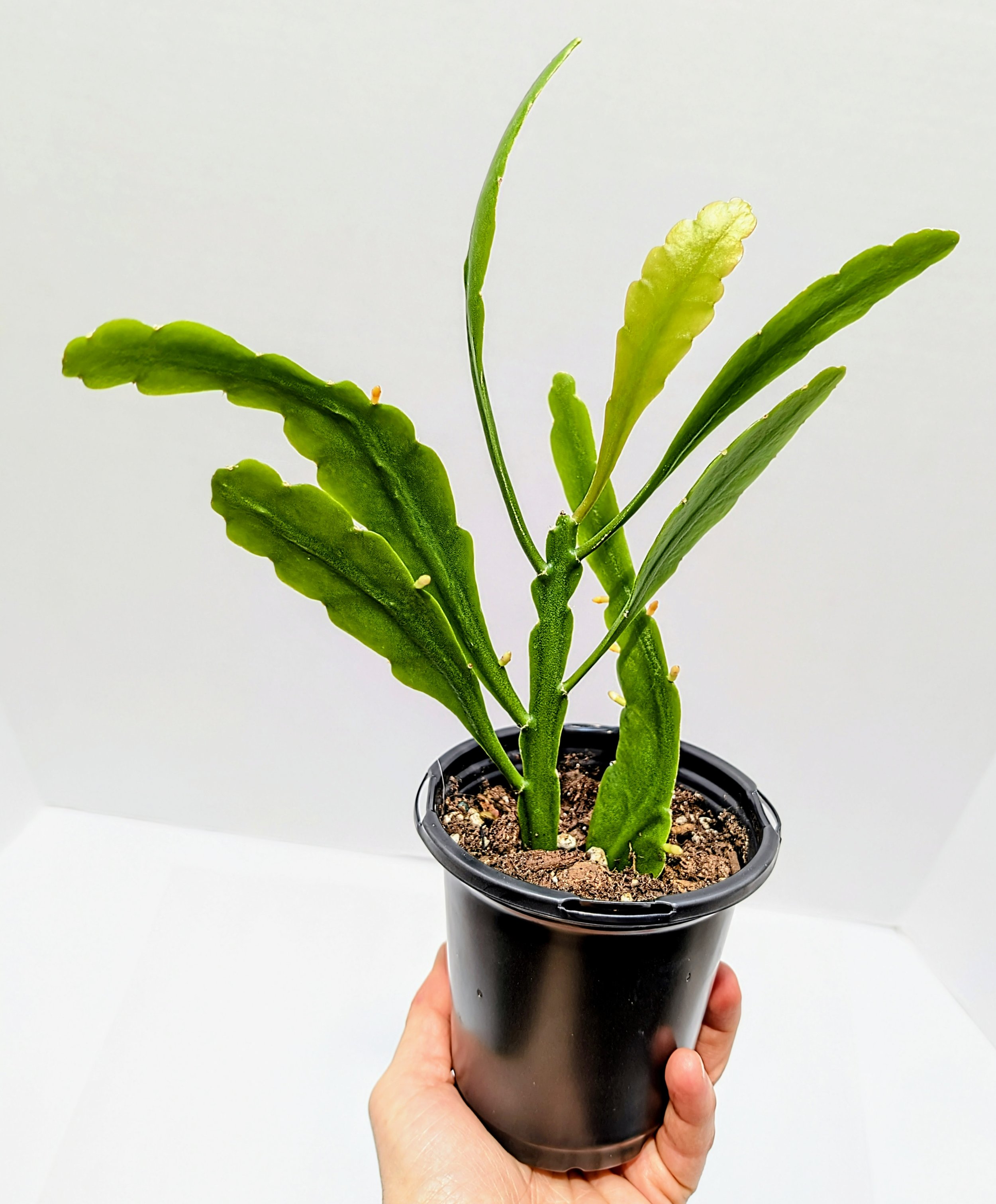 Rhipsalis oblonga is an epiphyte that hails tiny, fuzzy white flowers that appear on the sides of each flattened leaf segment. This is an excellent choice for low-light situations.