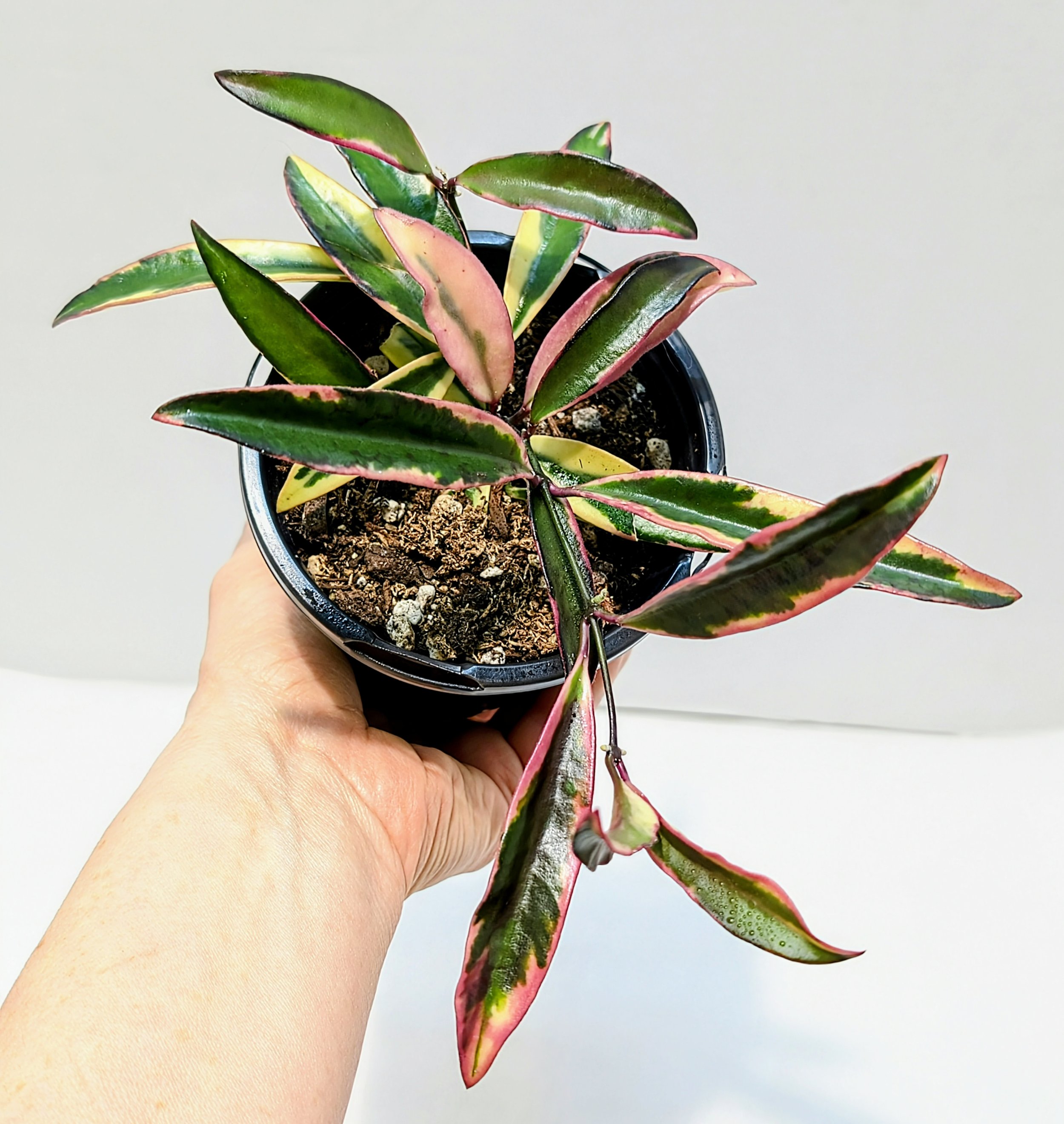 Hoya kentiana 'Lori Lyn', a rare and stunning variegated variety prized for its long, slender leaves edged in creamy-white, pink, and blush tones