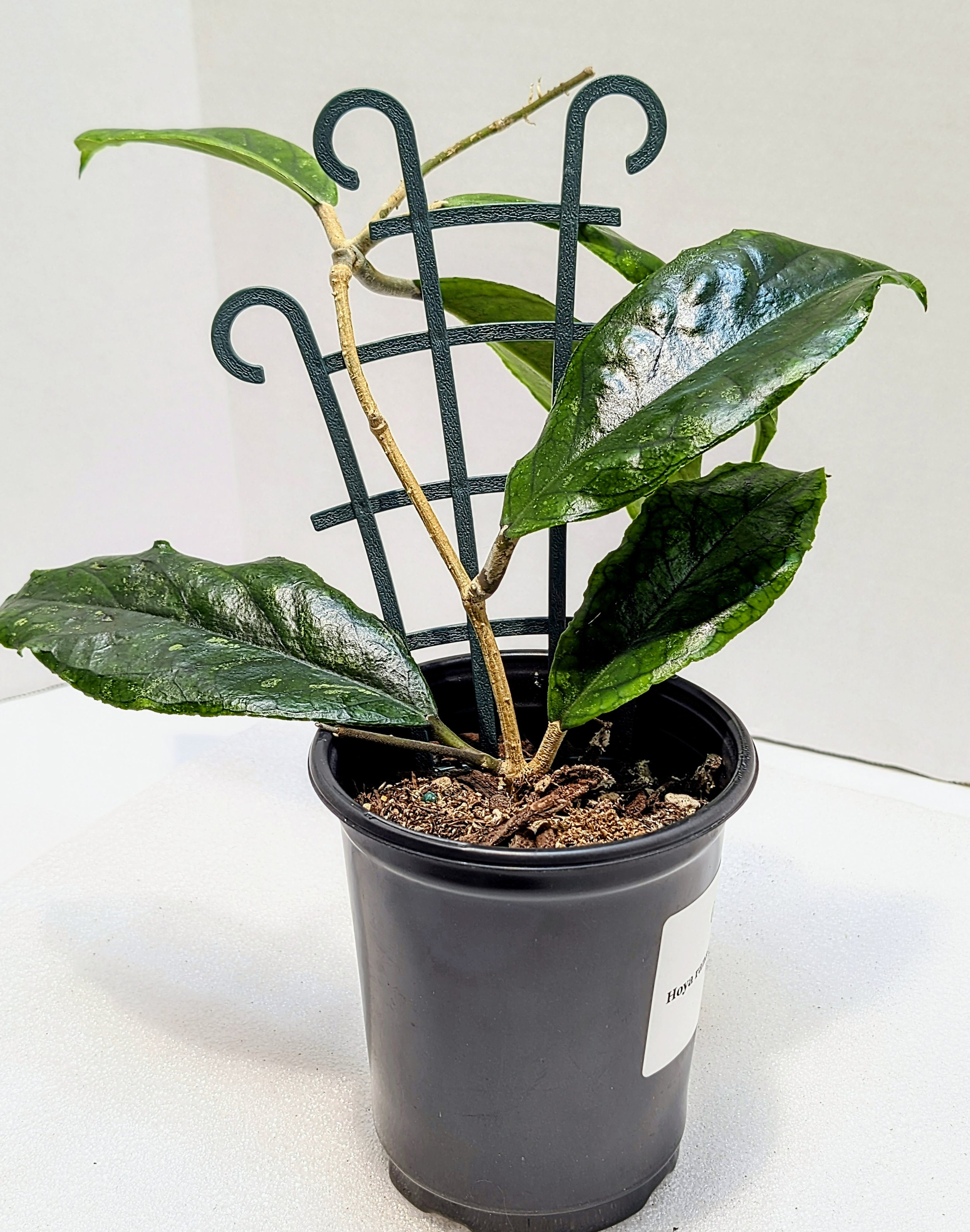 Hoya ranauensis has been in cultivation for twenty years under the name Hoya sp. Poring Hot Springs.