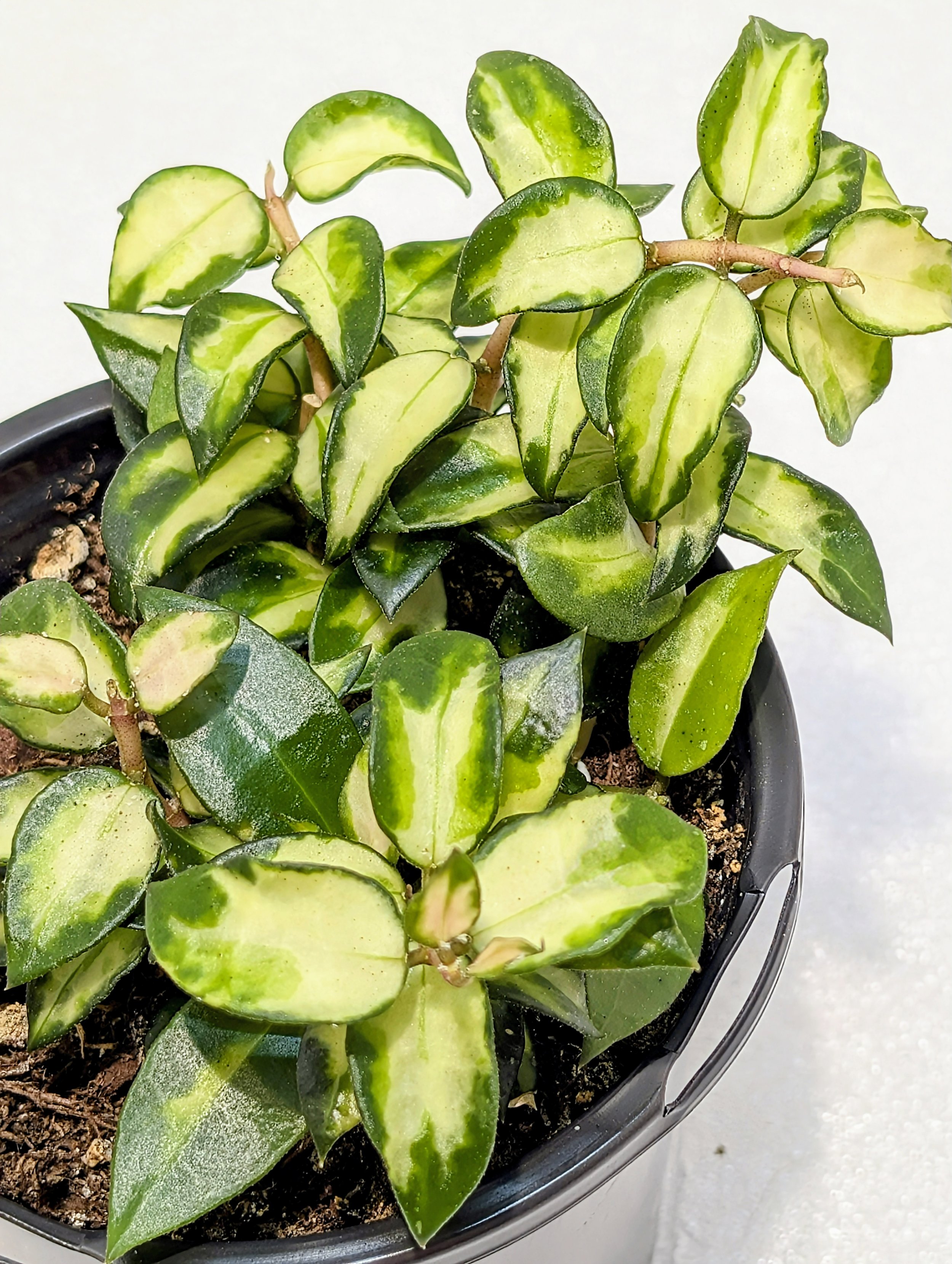Hoya lacunosa Bruno, a rare and stunning variegated variety known for its compact growth and fragrant blooms.
