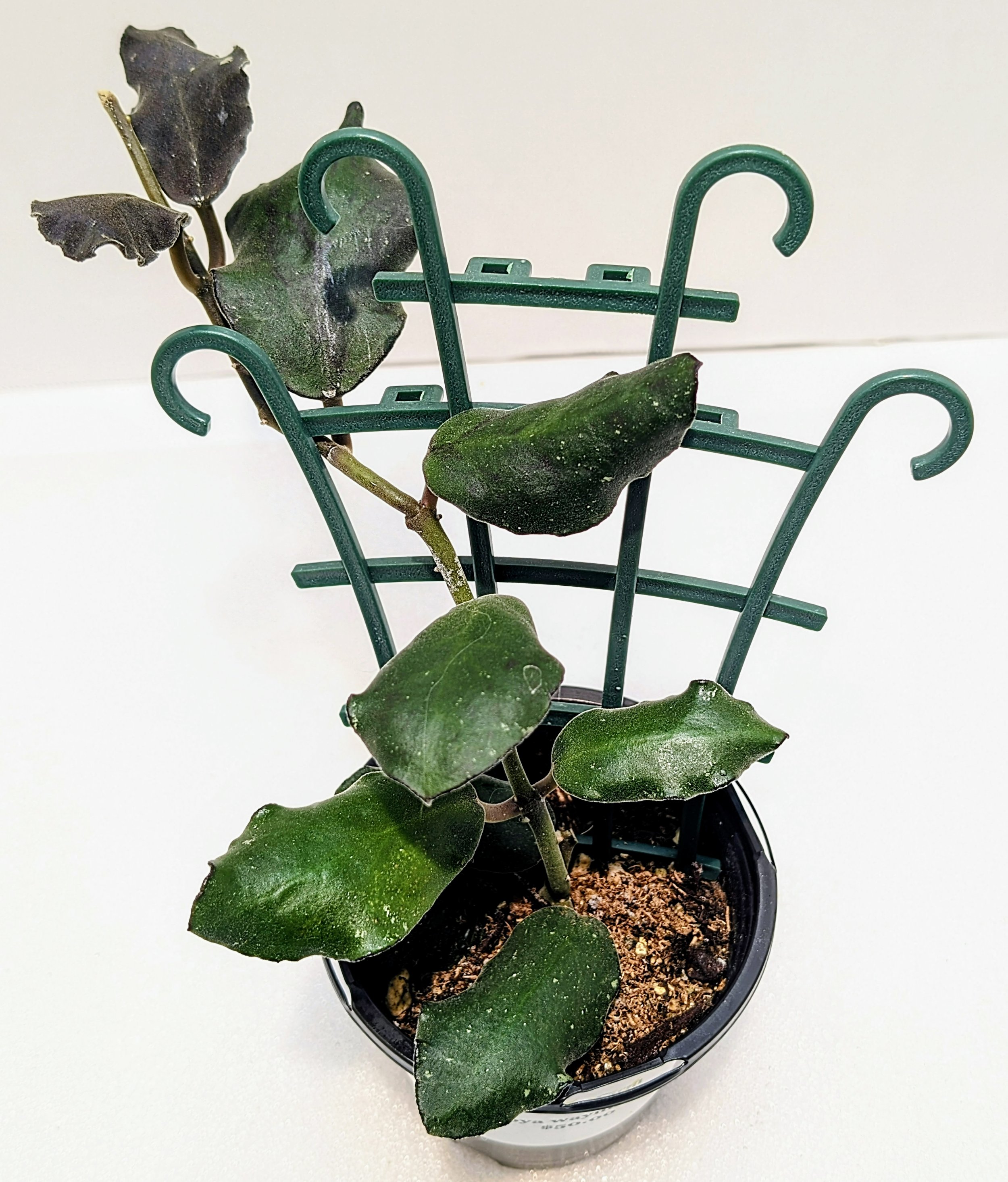 Hoya waymaniae has Thick, wavy leaves take on a reddish hue under bright light. A medium rate grower, Hoya waymaniae matures in 2 to 3 years