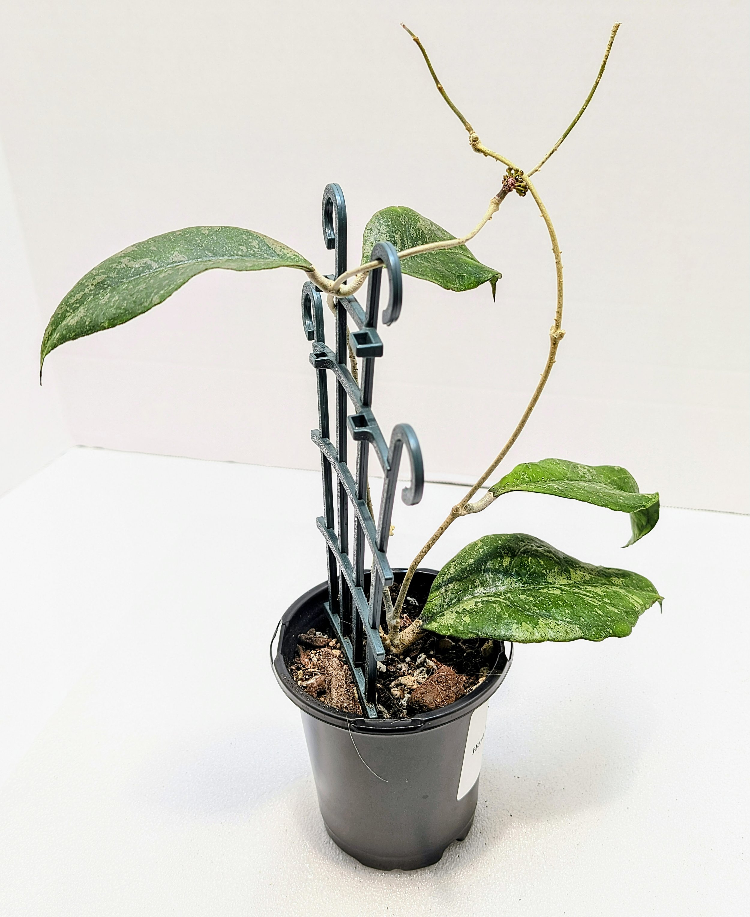 Hoya finlaysonii Chicken Farm is an uncommon Hoya with a great name...chicken farm, named for where it was found! Easy to care for. A vigorous grower, you will get lots of vining action.