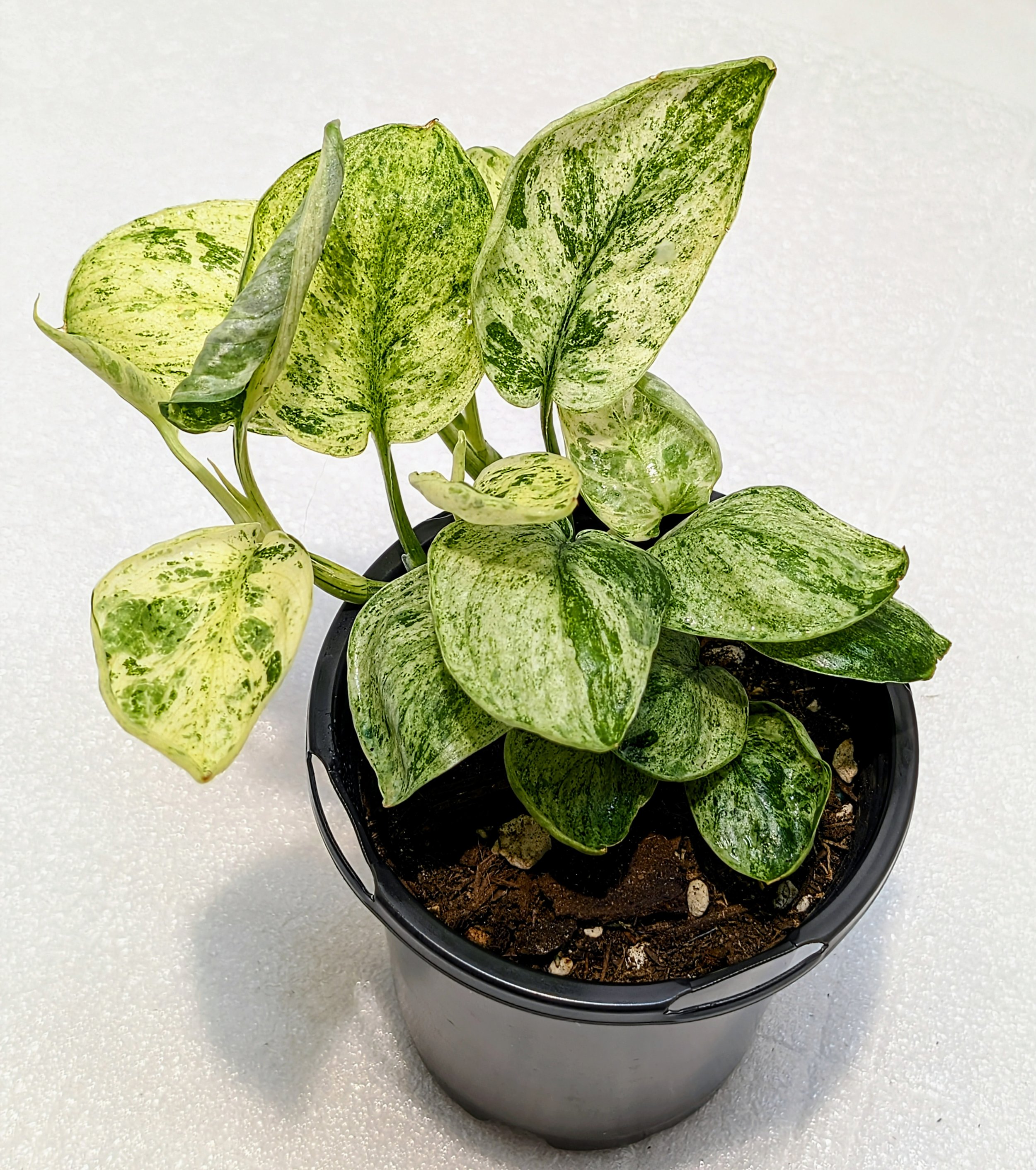 This rare Scindapsus ‘Jade Satin’ Variegated features thick leaves with striking, stable cream and yellow variegation.