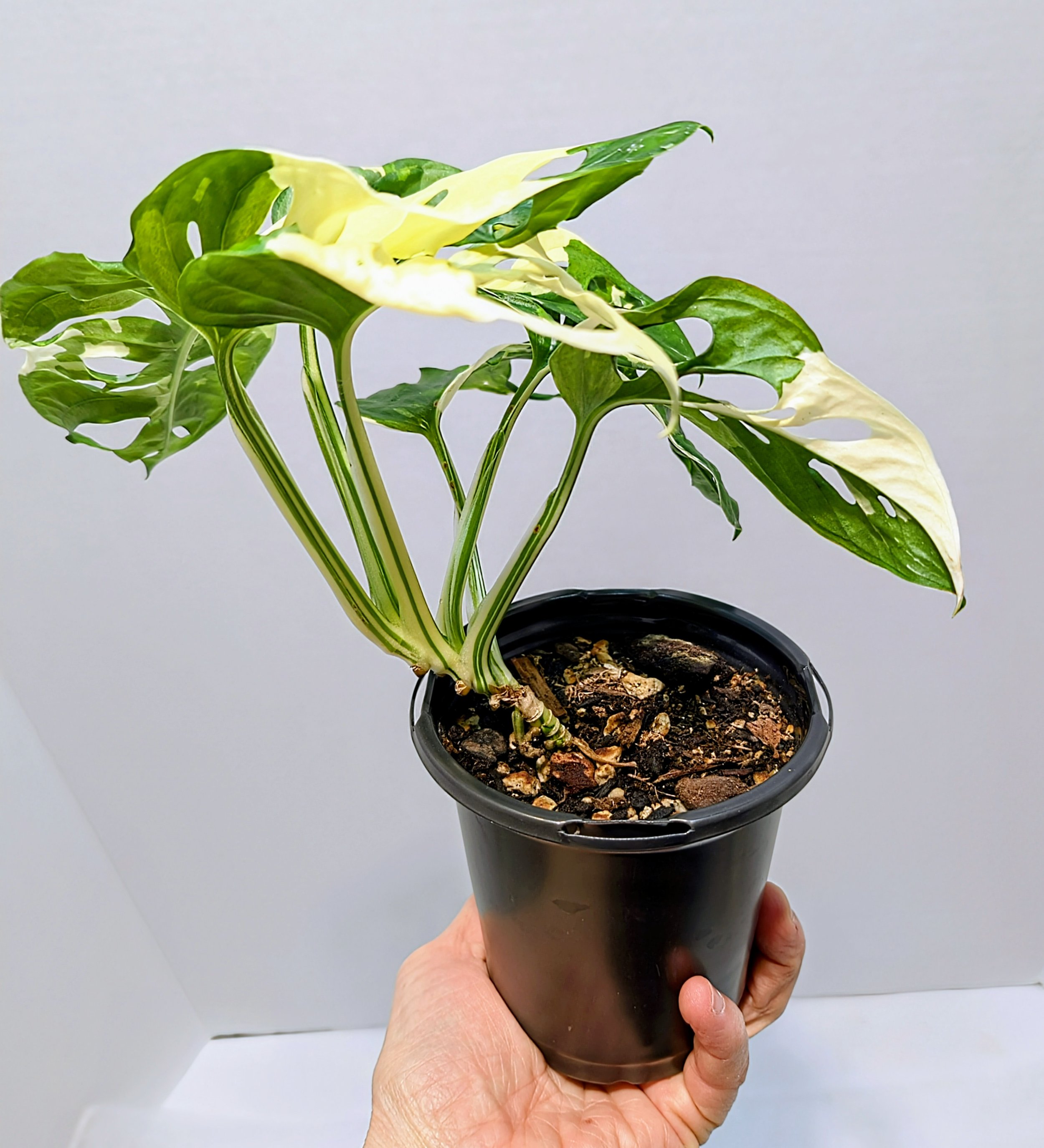 Monstera adansonii Albo Variegata Tricolor Archipelago has amazing variegation. White, yellow, and cream adorn the leaves of this rare Monstera. Fast growing.