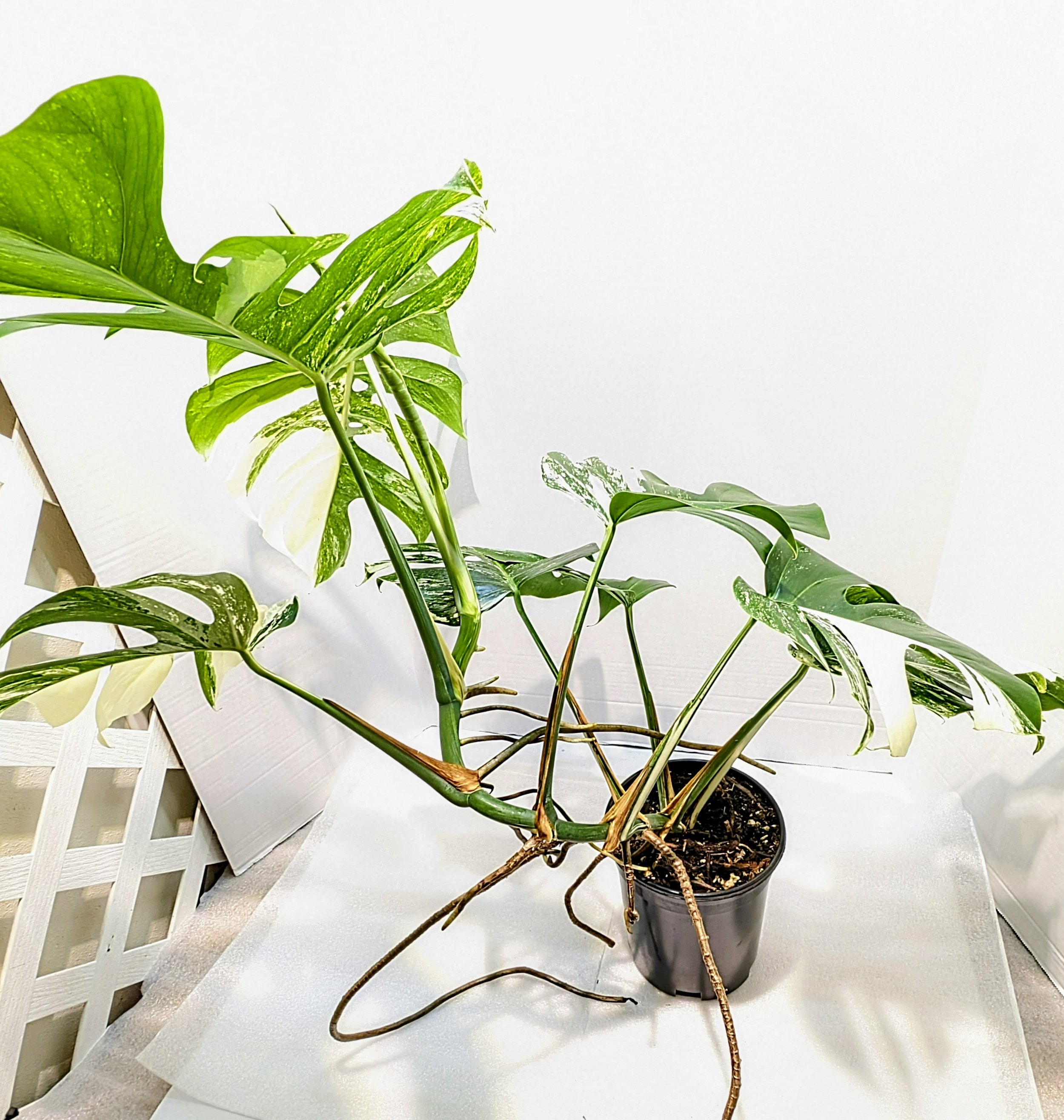 This Monstera deliciosa Albo-Variegata Large Form comes from an extraordinary 20-plus-year-old plant. It will ramble and reach its woody roots in search of an anchor. It's a giant plant!