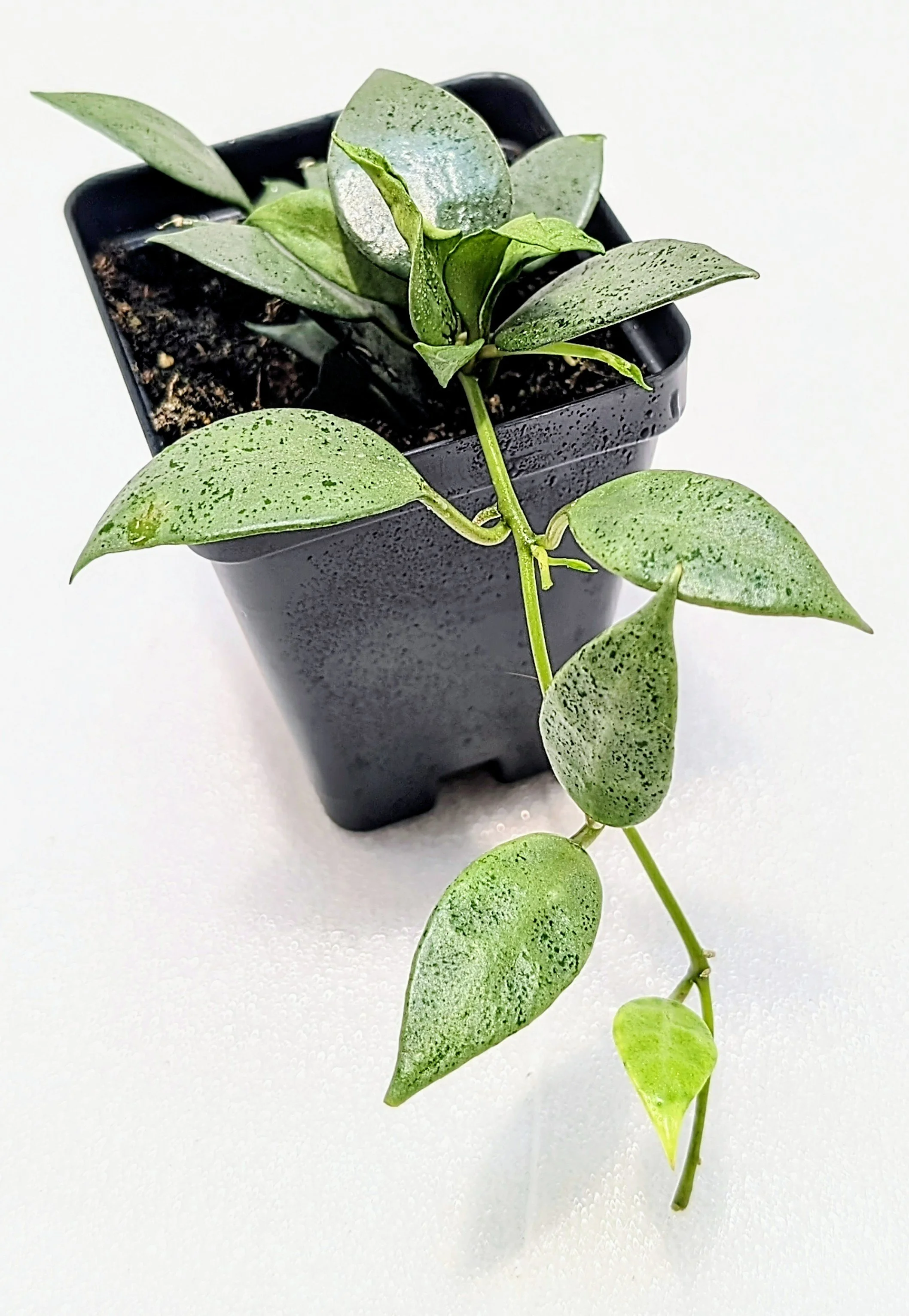 Hoya lacunosa ‘Silver Mint Coin’ is a stunning cultivar admired for its soft silver-toned foliage and subtle flecking across rounded, matte green leaves