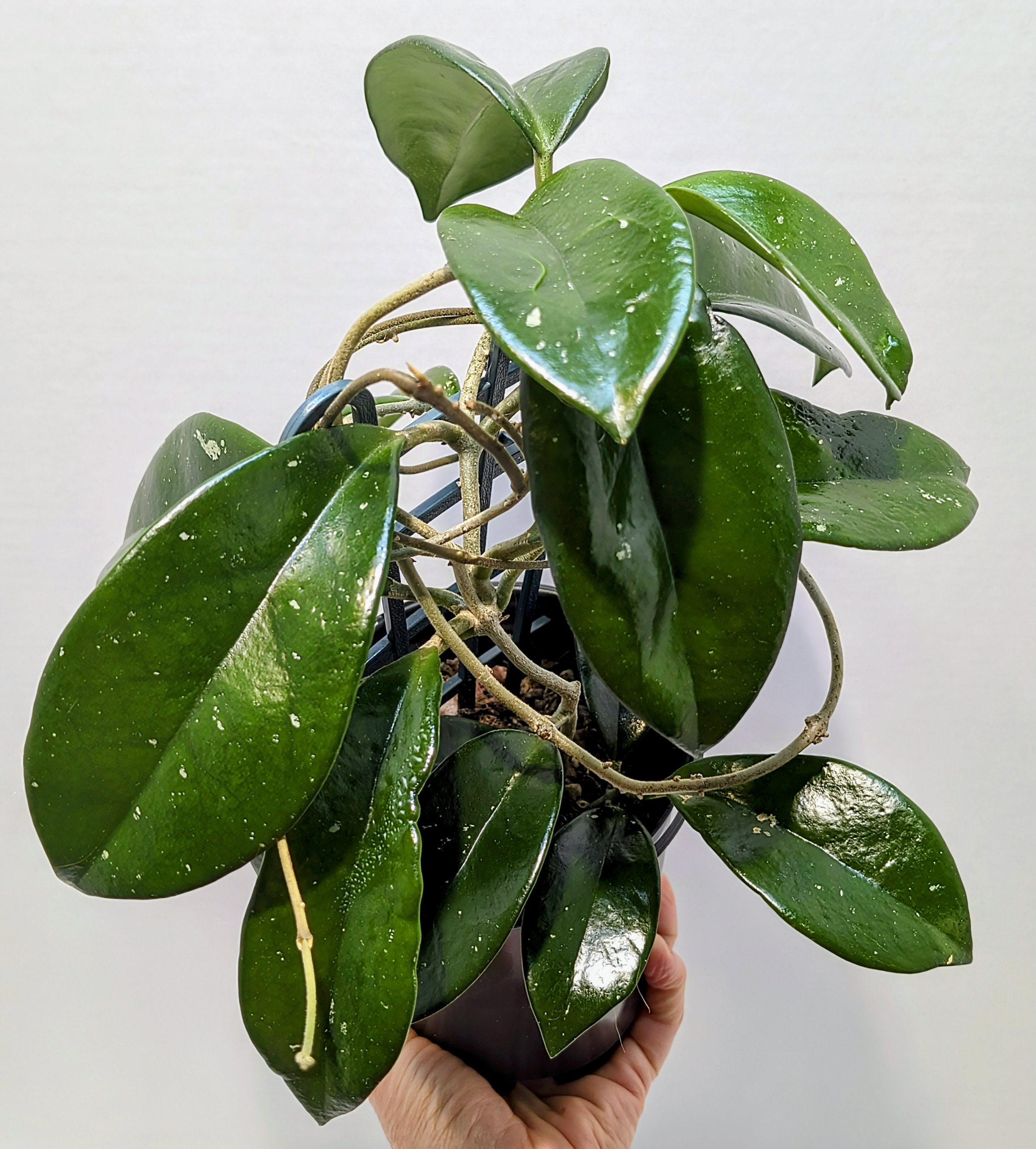 Hoya skinneriana Dee's Big One leaves that grow in pairs, and the vines twine. It produces huge, softball-sized clusters of pink flowers with red centers.