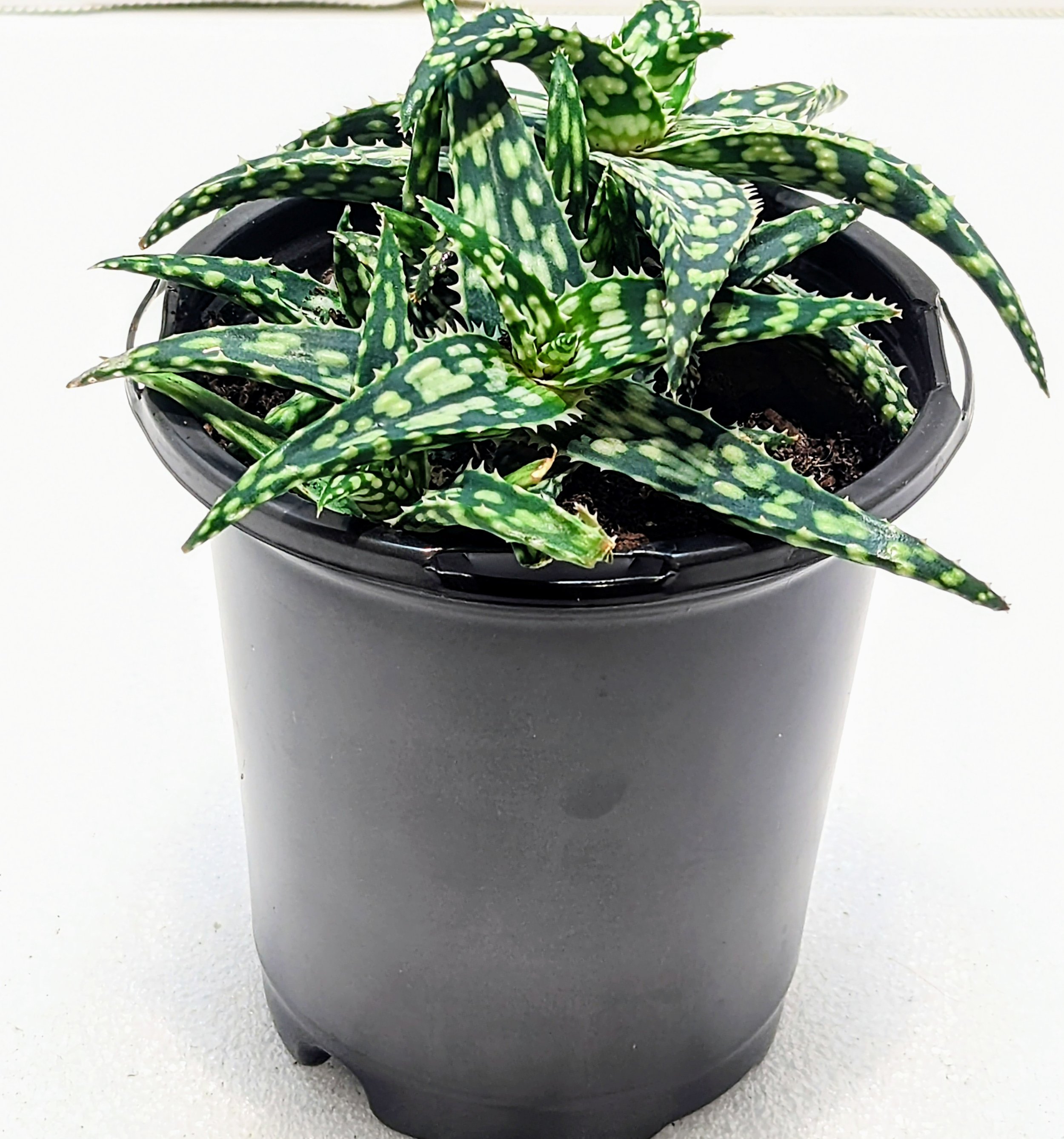 Aloe Snowstorm has an amazing pattern and color. Bright orange flowers appear in the summer and attract hummingbirds