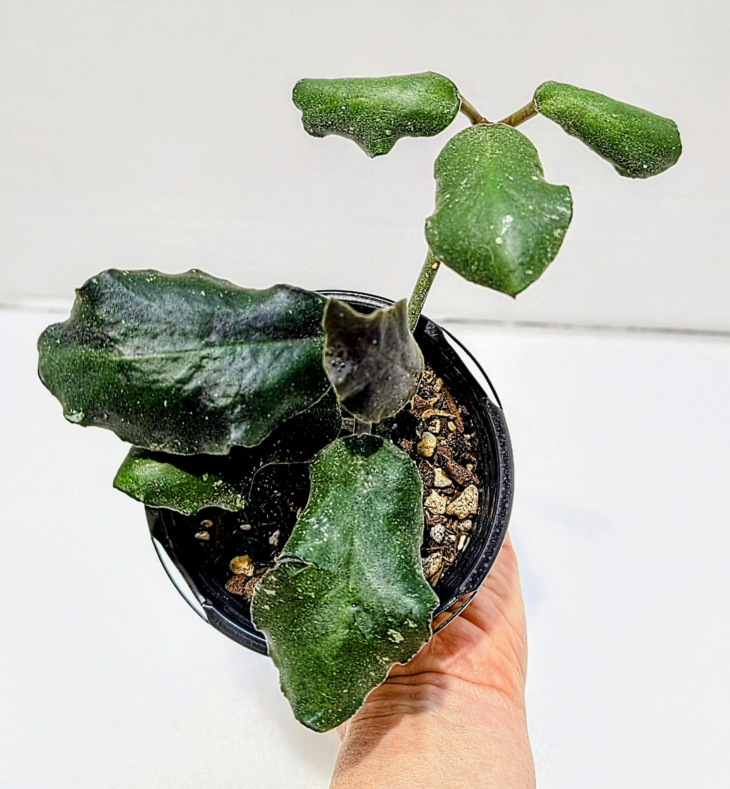 Hoya waymaniae is a captivating, rare species treasured for its thick, lightly quilted leaves
