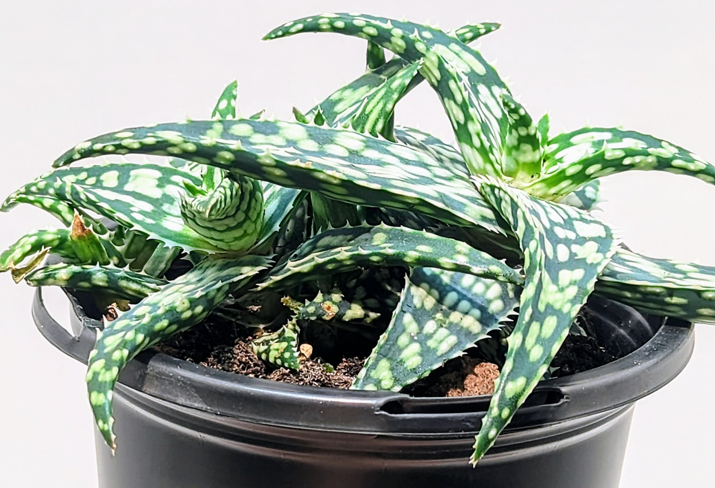 Aloe Snowstorm has an amazing pattern and color. Bright orange flowers appear in the summer and attract hummingbirds