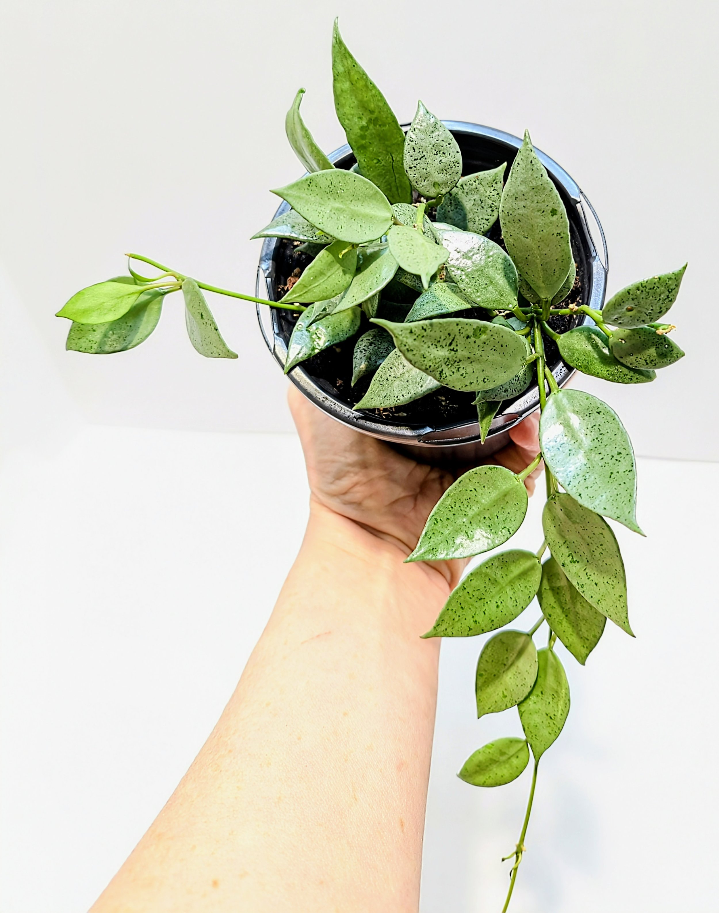 Hoya lacunosa Silver Mint Coin is a silvery, trailing delight! This is a wild collected clone with smaller leaves than most lacunosa species.