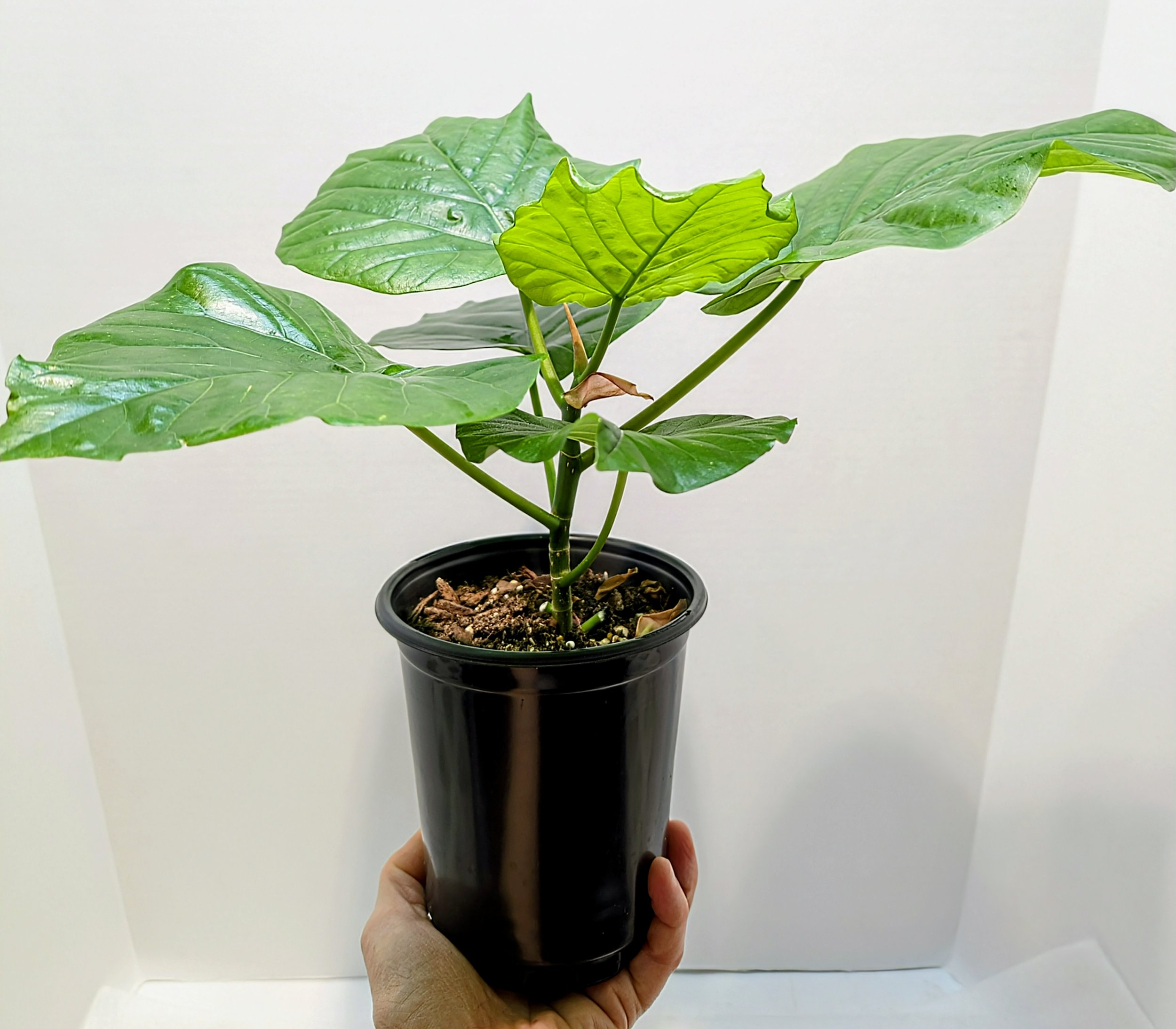 The Umbrella Fig, is named for its stunning, juicy, giant heart-shaped leaves. Grows up to 4 feet tall and wide indoors.