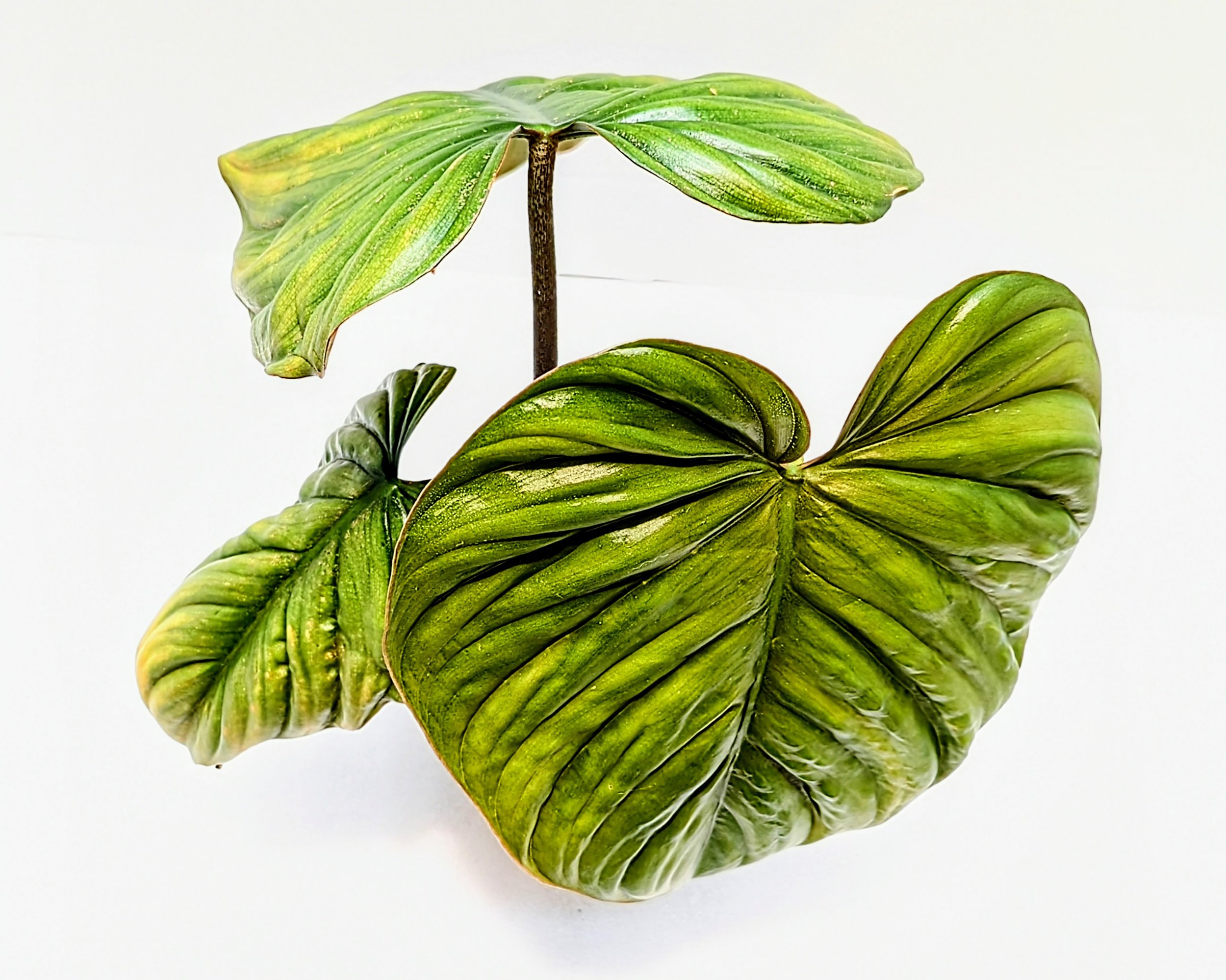Philodendron sp. 'Colombia' from Colombia where it crawls on the soil surface. Unbelievably tropical, light-green leaves have a quilted texture and a silvery sheen. width.