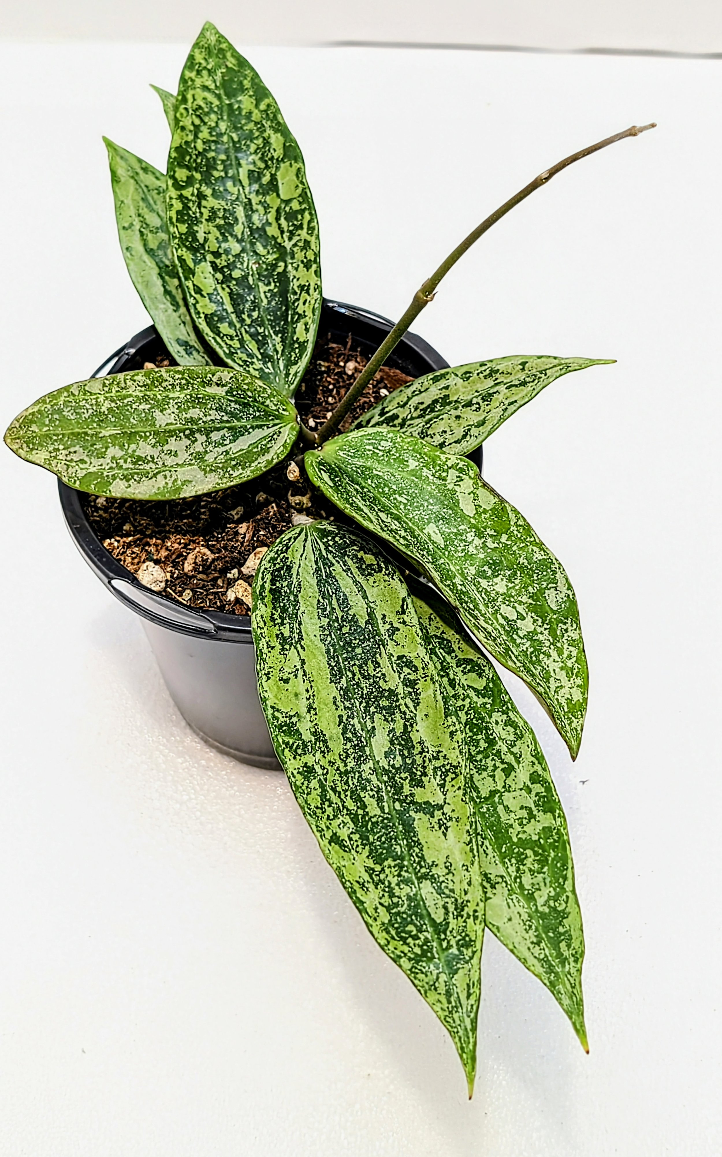 Hoya rangsan has gorgeous splashy leaves are exquisite! Even better, the white, scented flowers are prolific!