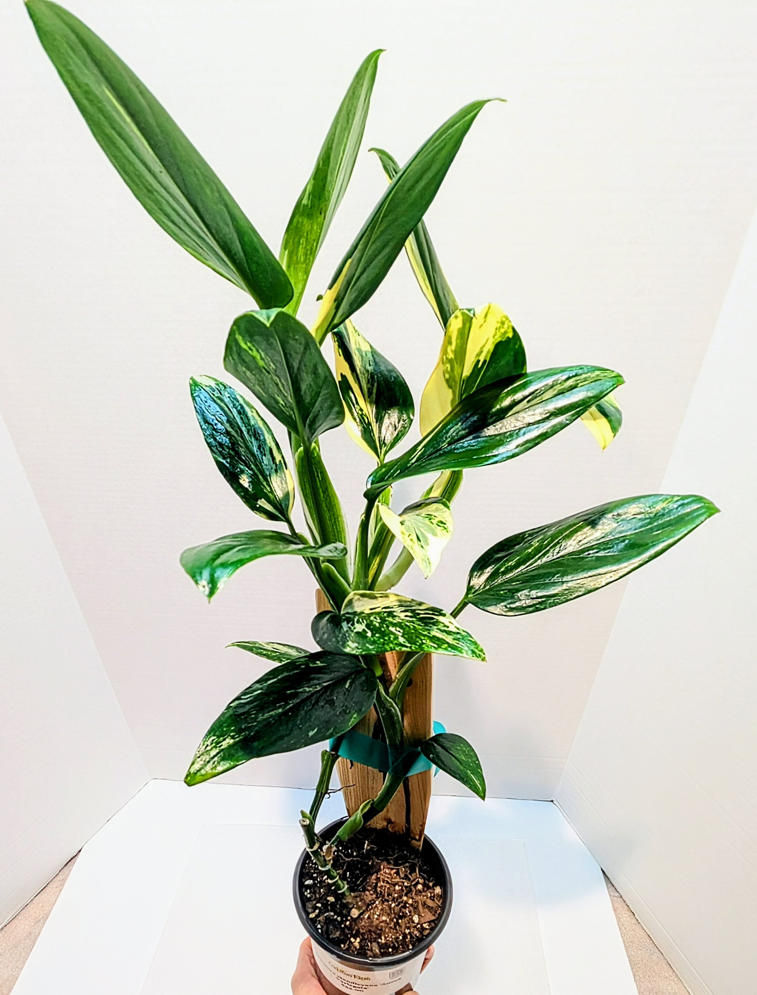 Monstera standleyana Aurea Variegata leaves are small, only reaching about 6 inches with a different pattern and new shades of yellow and gold.