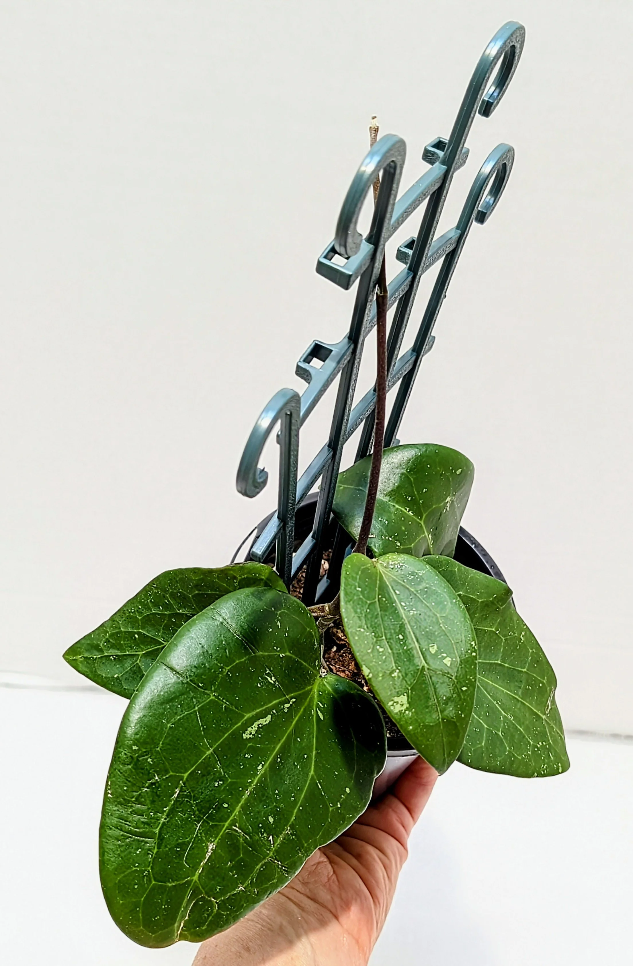 Hoya glabra is a rare tropical beauty prized for its glossy, thick green leaves and fragrant umbels of pale star-shaped blooms.