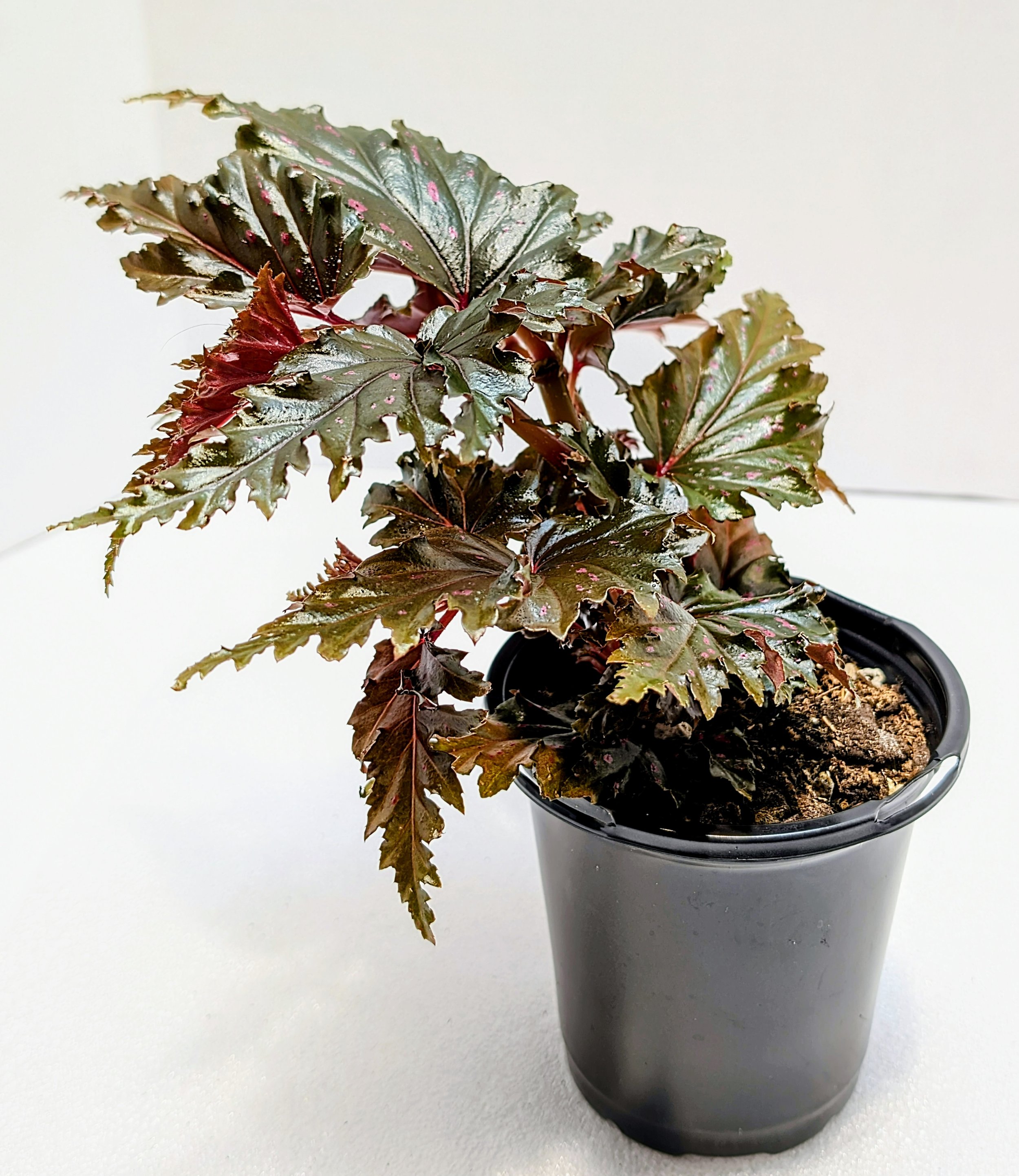 Begonia Jocko Boy is a 2017 Walter Dworkin hybrid. The leaves have pink and silver markings throughout the plant's life. Ruffled edges give this extra flair.