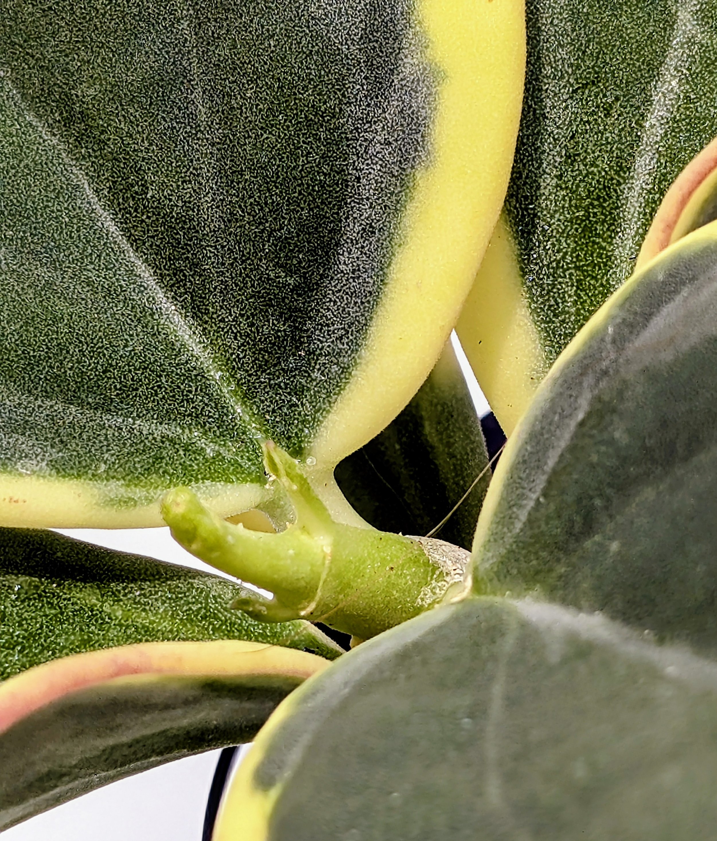 Hoya pachyclada 'Albomarginata' is a rare and eye-catching variegated cultivar prized for its thick, succulent-like leaves edged in creamy white margins.