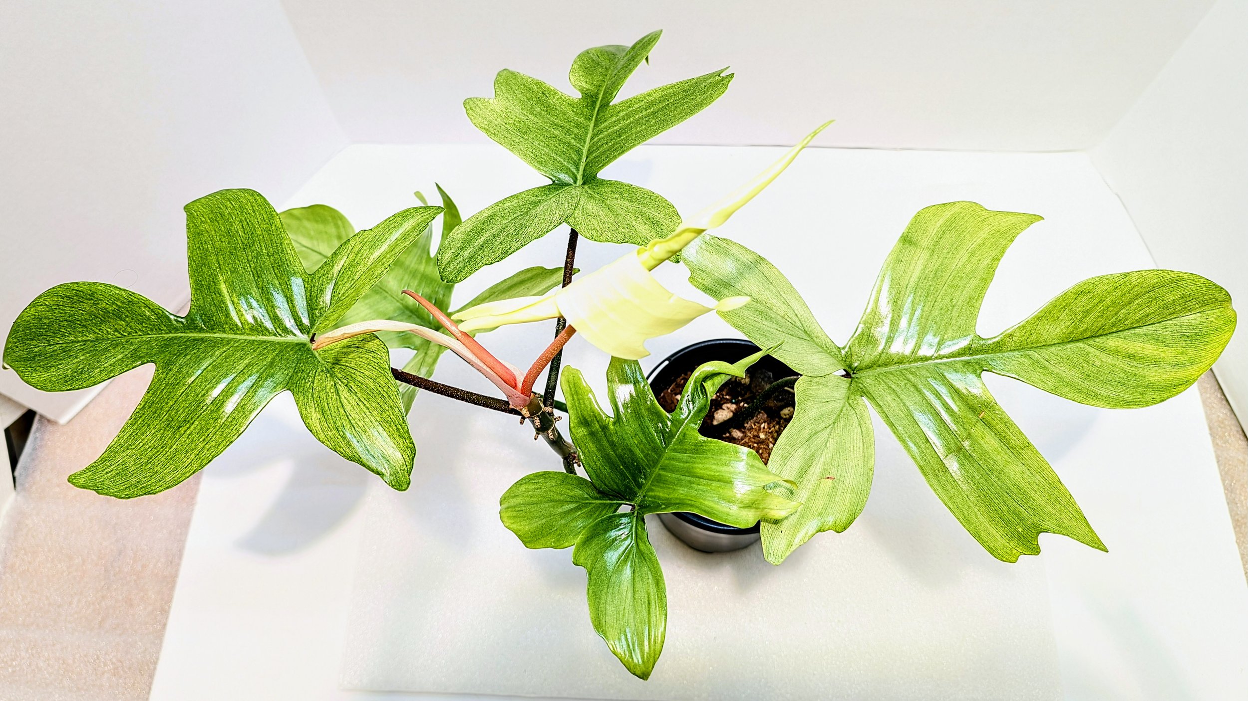 Philodendron Florida Ghost Mint has immature leaves that unfurl, to reveal a ghost white coloring with a striking red petiole holding it up.
