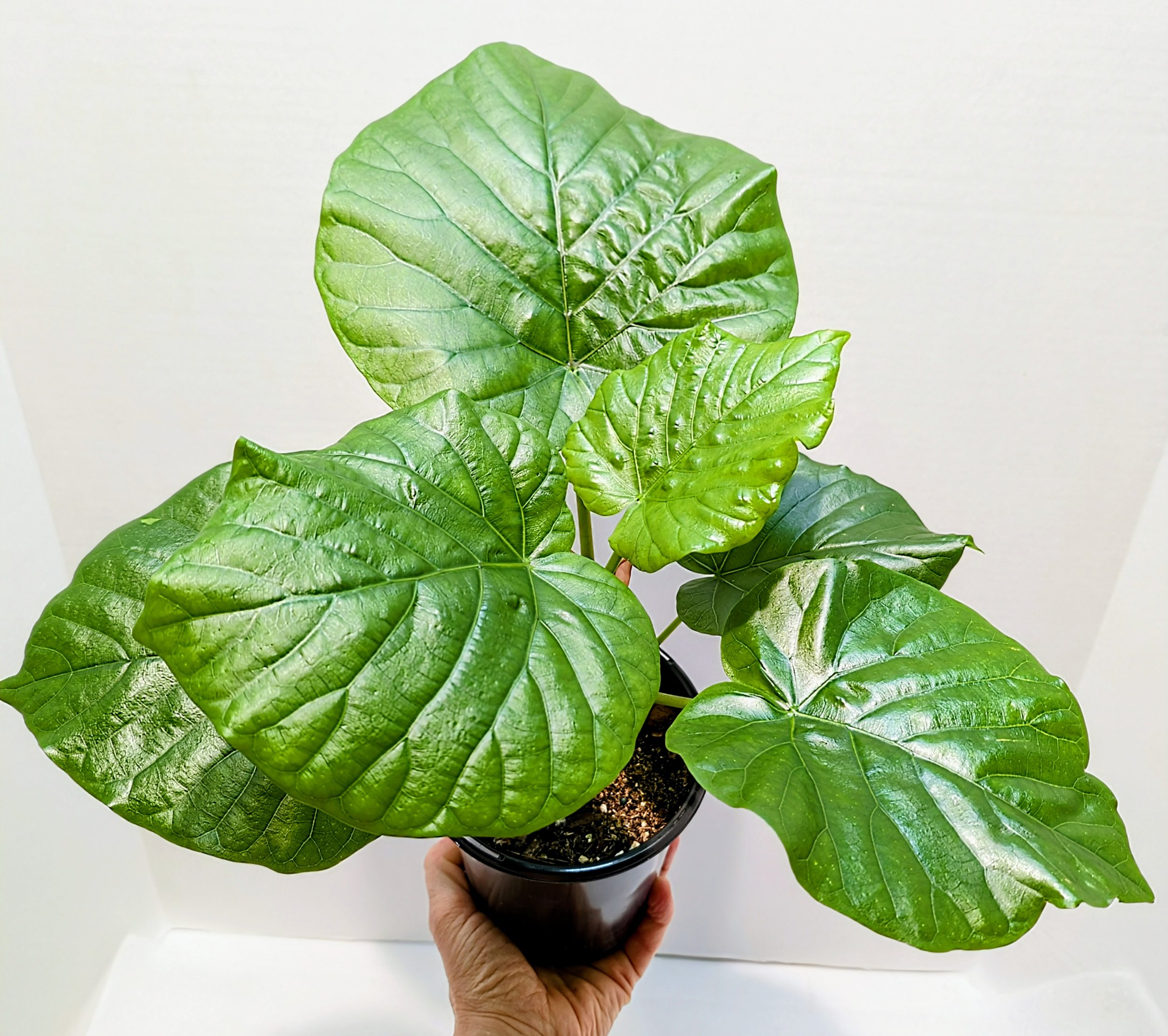 The Umbrella Fig, is named for its stunning, juicy, giant heart-shaped leaves. Grows up to 4 feet tall and wide indoors.