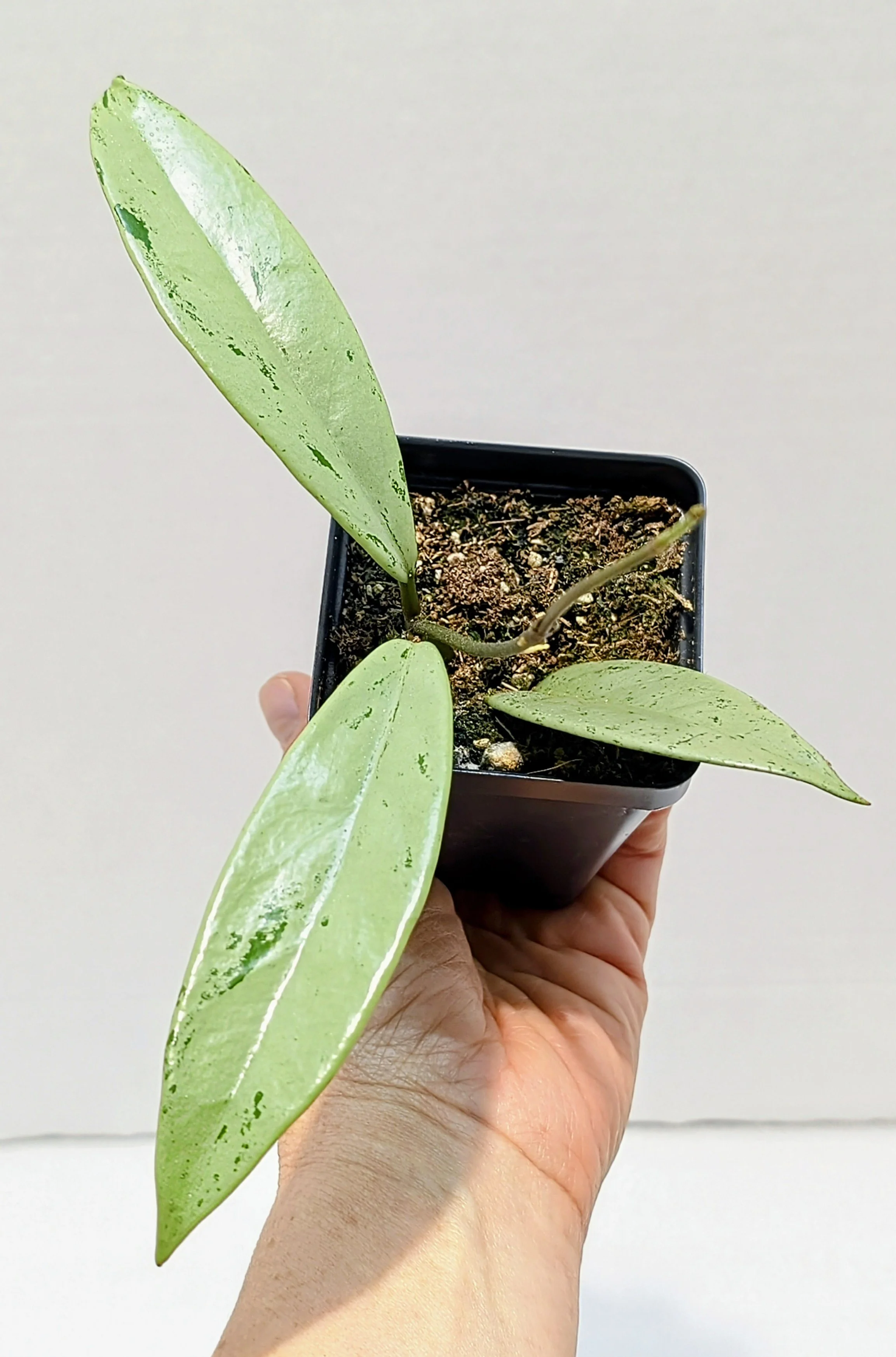 Hoya pubicalyx Pink Silver Ghost is simply stunning! Silver foliage has a pink hue and flecks of darker silver and green. fragrant umbels of star-shaped flowers that are pink / red (