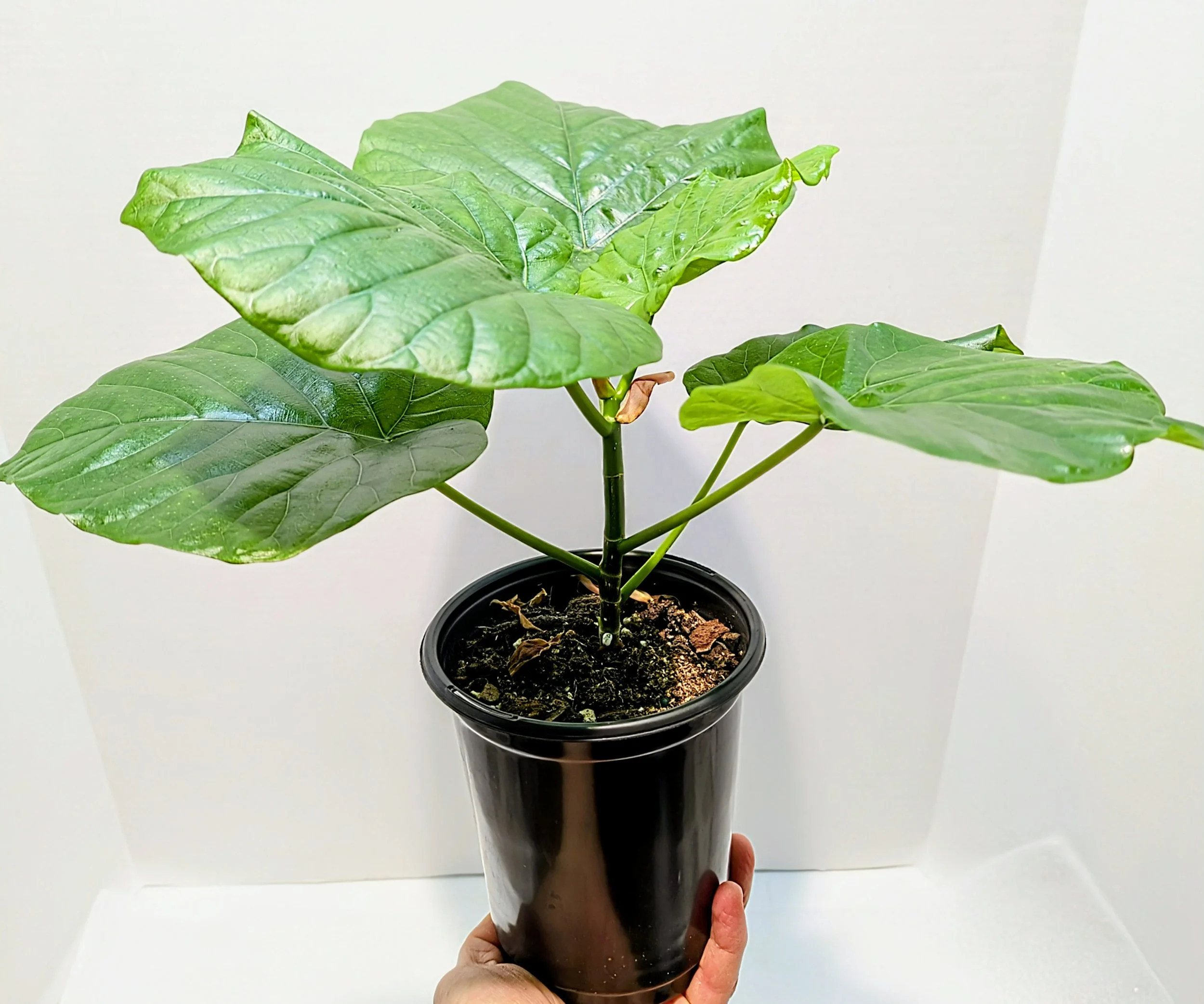 The Umbrella Fig, is named for its stunning, juicy, giant heart-shaped leaves. Grows up to 4 feet tall and wide indoors.