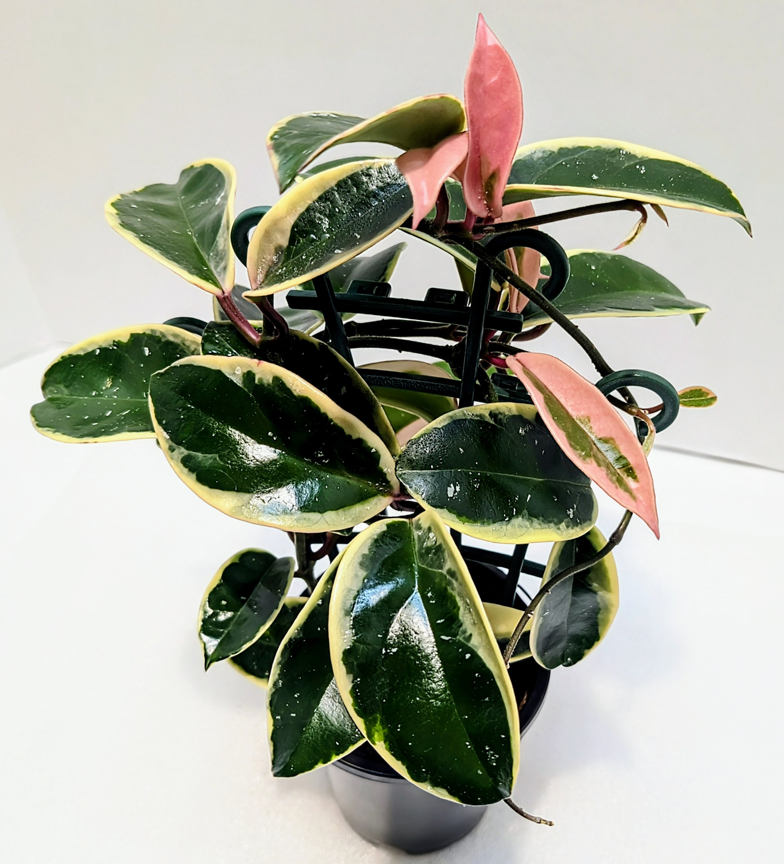Hoya Krimson Queen is a vigorous and beautifully marked Hoya prized for its luscious new pink leaves that mature to a very white leaf edge.
