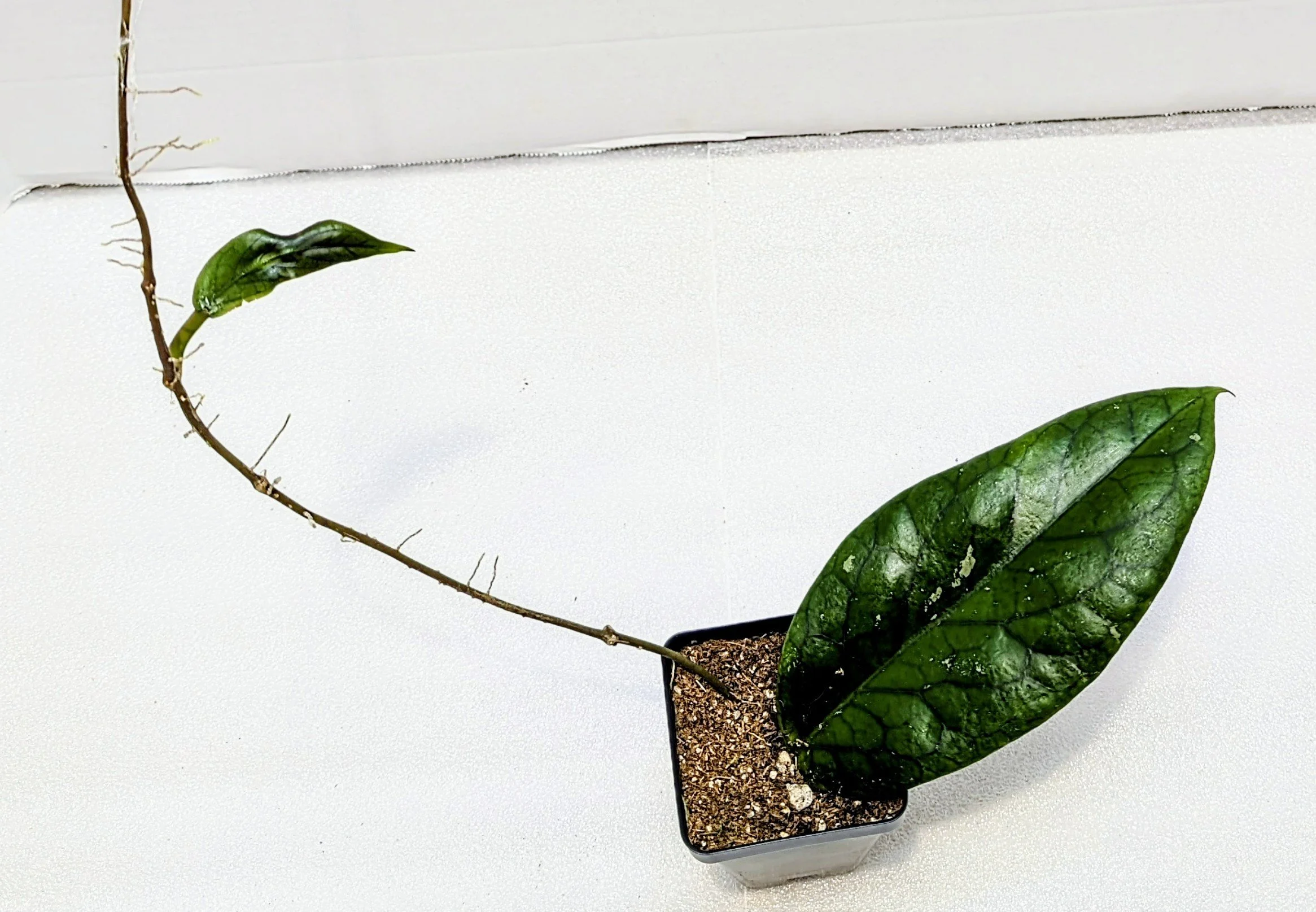 Hoya vitellinoides, a stunning species known for its velvety foliage, vibrant veining, and vigorous climbing habit.