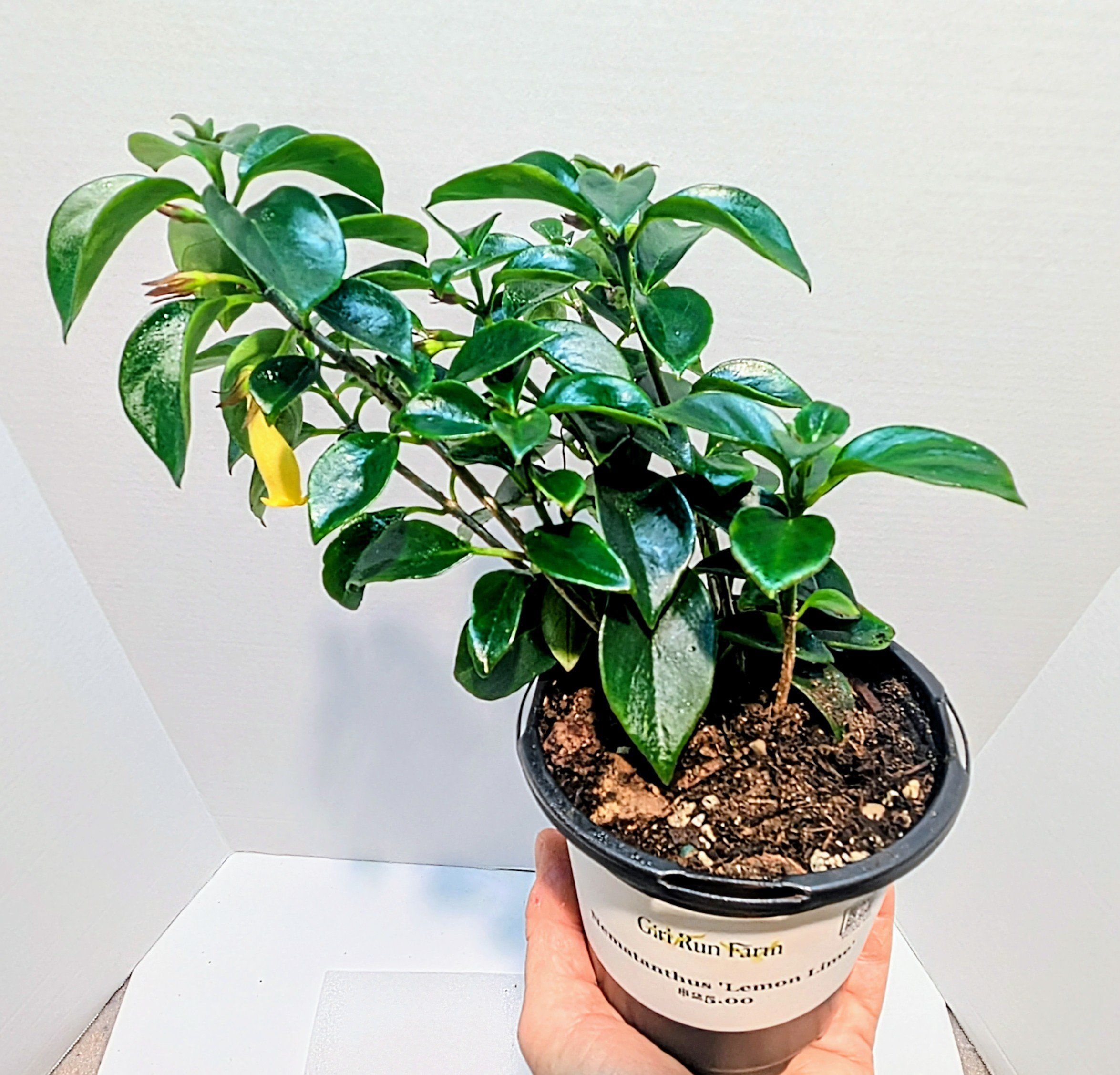 Nematanthus Lemon Lime is a perfect plant to add sunny, yellow blooms to any room. Vines can extend three feet and the tiny goldfish flowers are prolific.