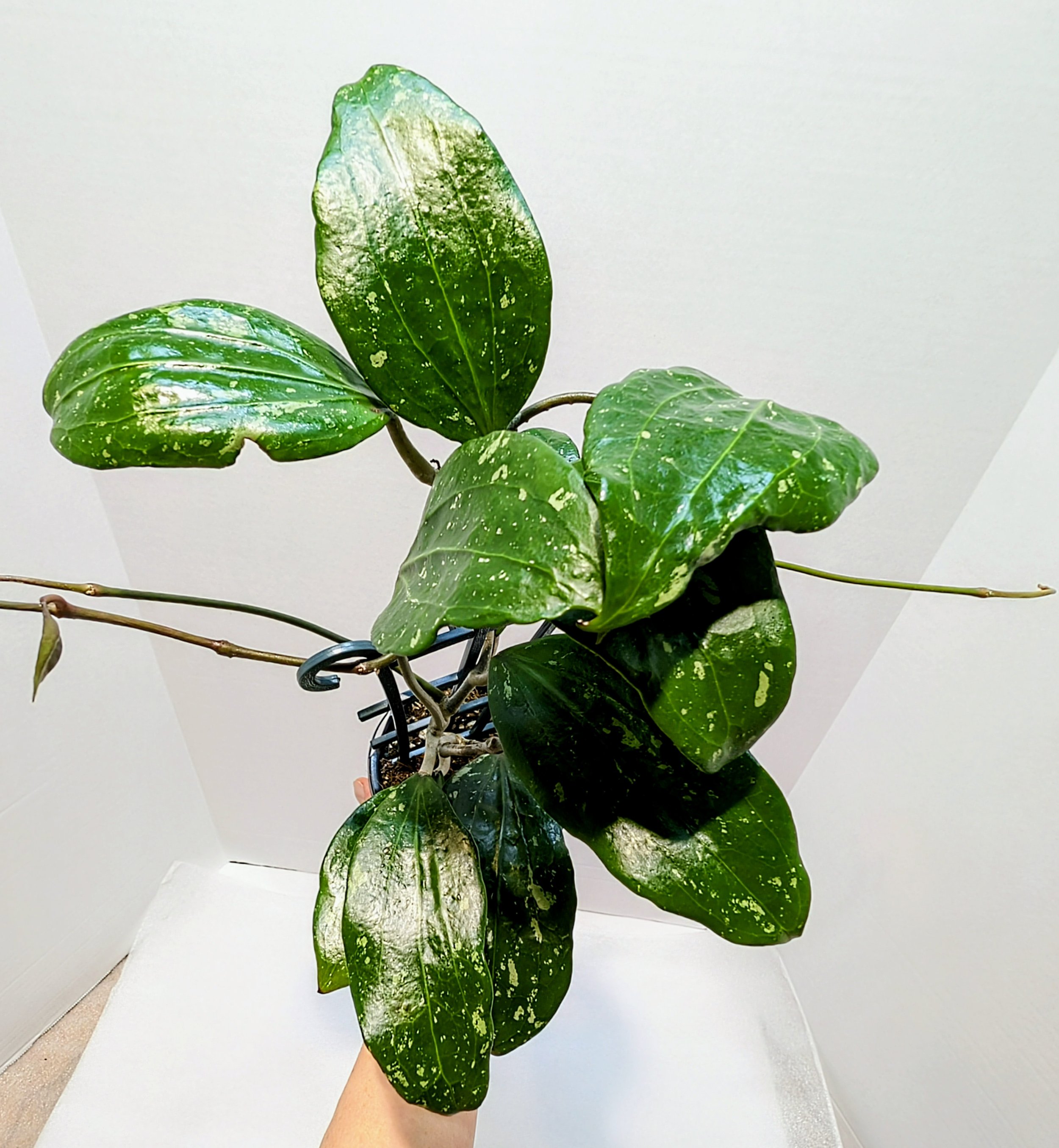 Hoya rigida (rigidifolia) leaves are stiff with prominent venation and heavily splashed. The flowers are white cream and appear briefly 24 hours.