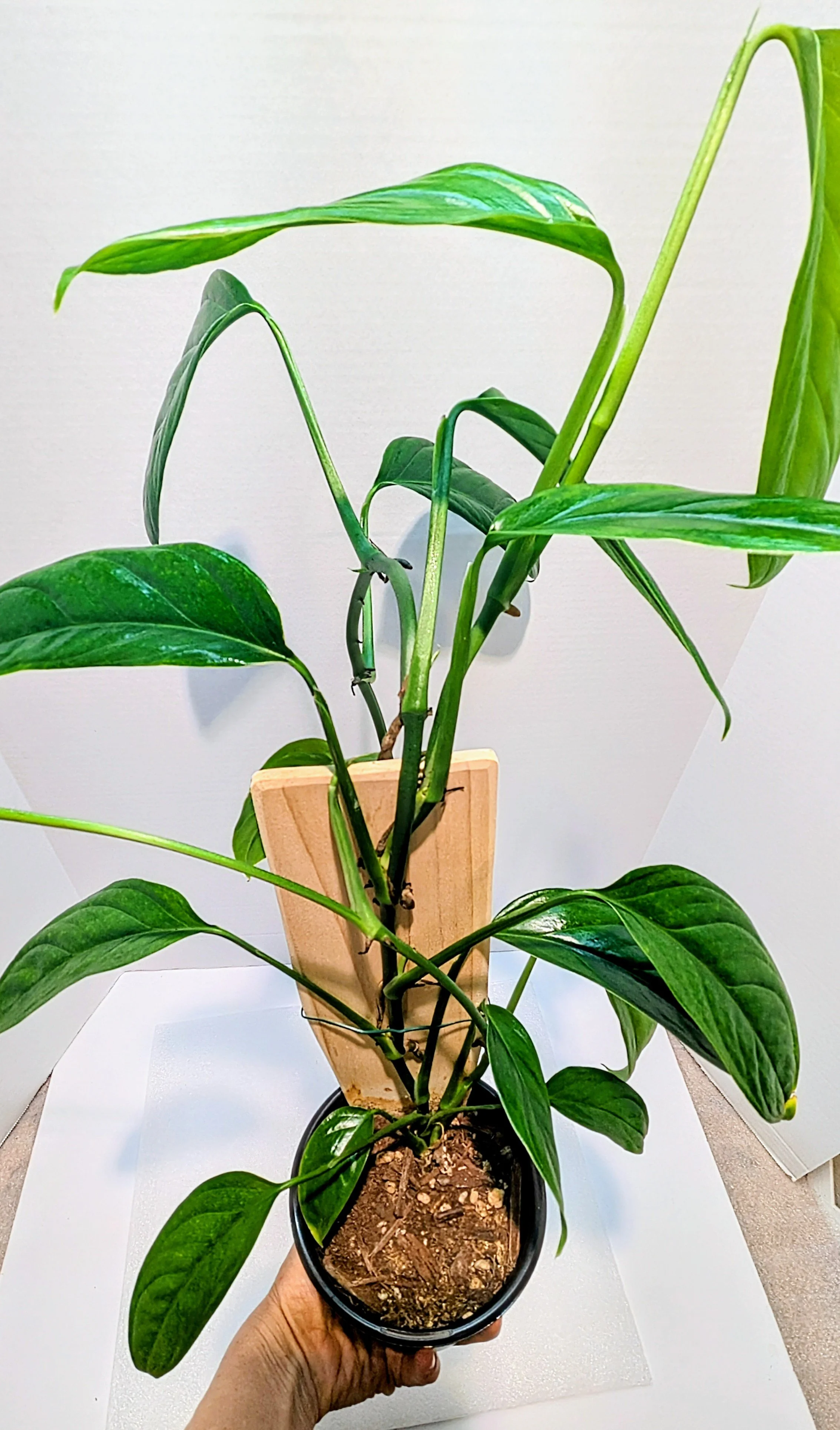 Monstera obliqua var boliviana is a less common Monstera, and is one of the easiest to grow! Upon maturity, the leaves will produce some fenestrations if allowed to climb.