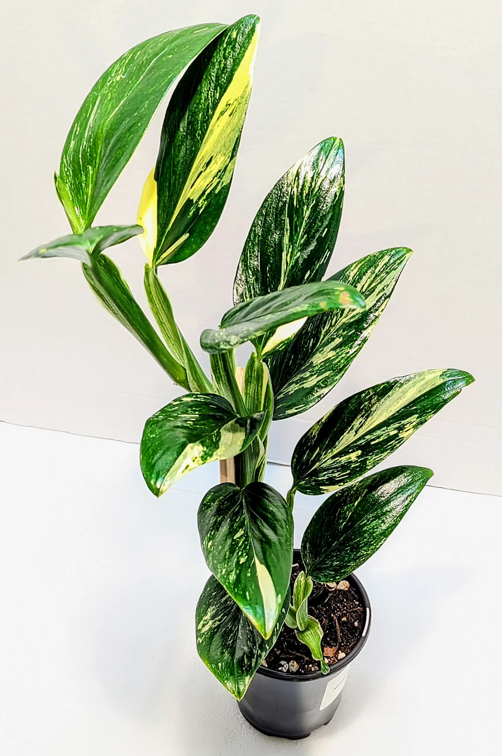monstera standleyana variegata Monstera standleyana albo