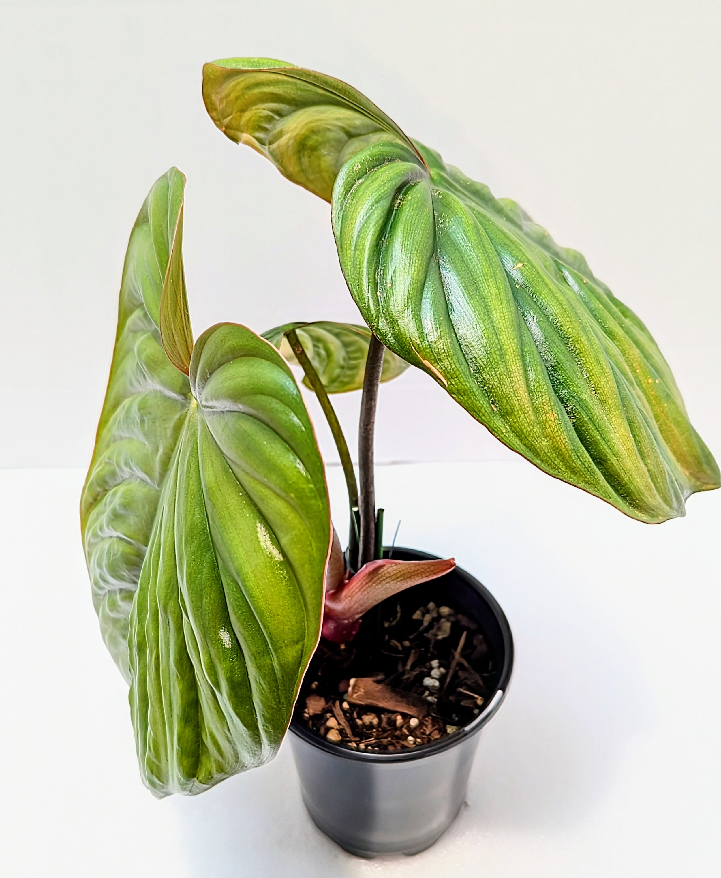 Philodendron sp. 'Colombia' from Colombia where it crawls on the soil surface. Unbelievably tropical, light-green leaves have a quilted texture and a silvery sheen. width.