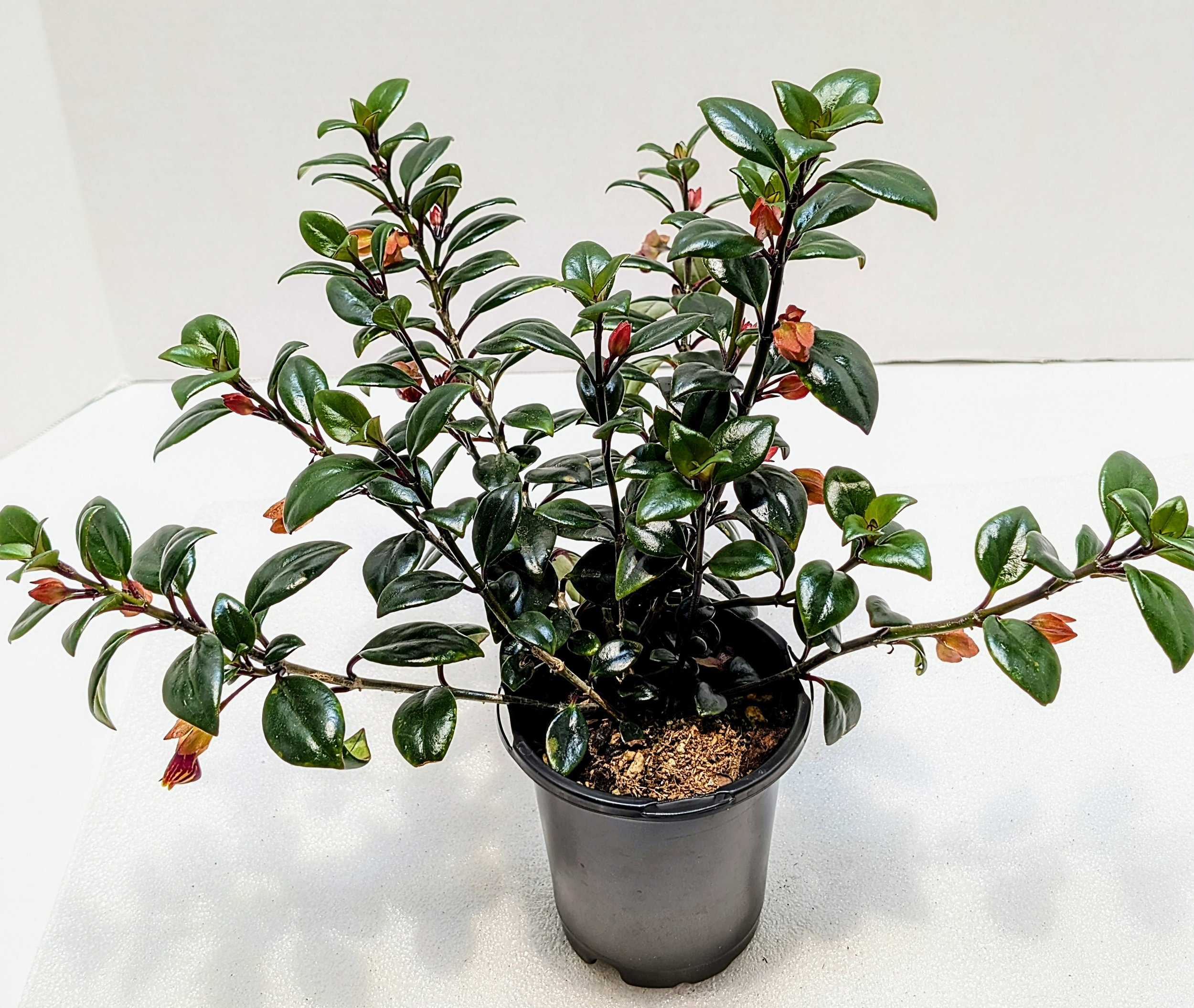Nematanthus Tropicana has a lovely, full habit with lush, dark, and shiny leaves. Its golden yellow pouch-shaped flowers are striped or mottled with maroon.
