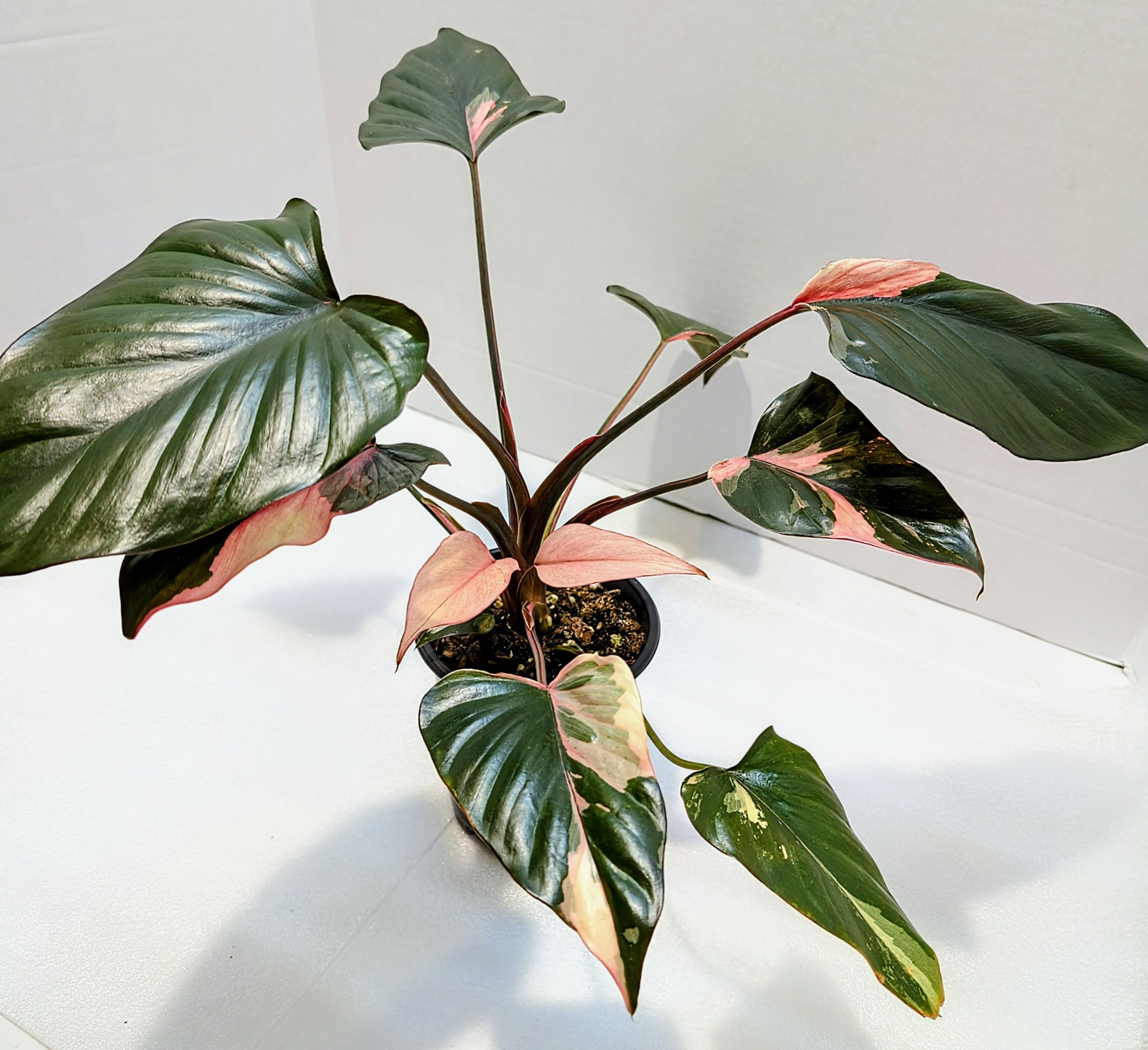 Homalomena Pink Diamond is easy to care for, similar to an Alocasia—Grown for its attractive leaves, unfurl in mesmerizing pink, green, and white patterns.