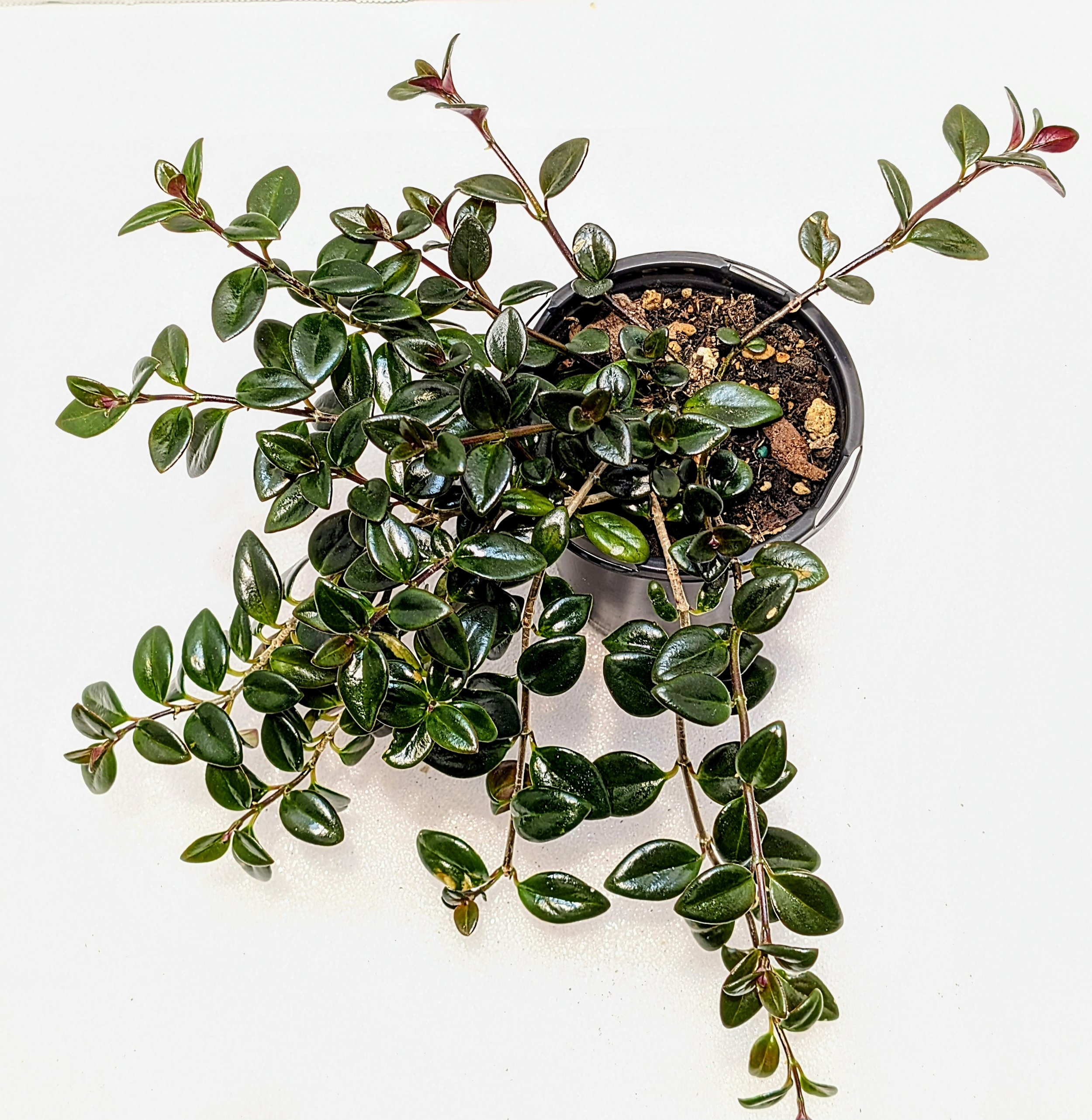 Nematanthus hybrid 'Christmas Holly is the perfect candidate for a hanging basket! Orange little goldfish flowers appear in fall and winter.