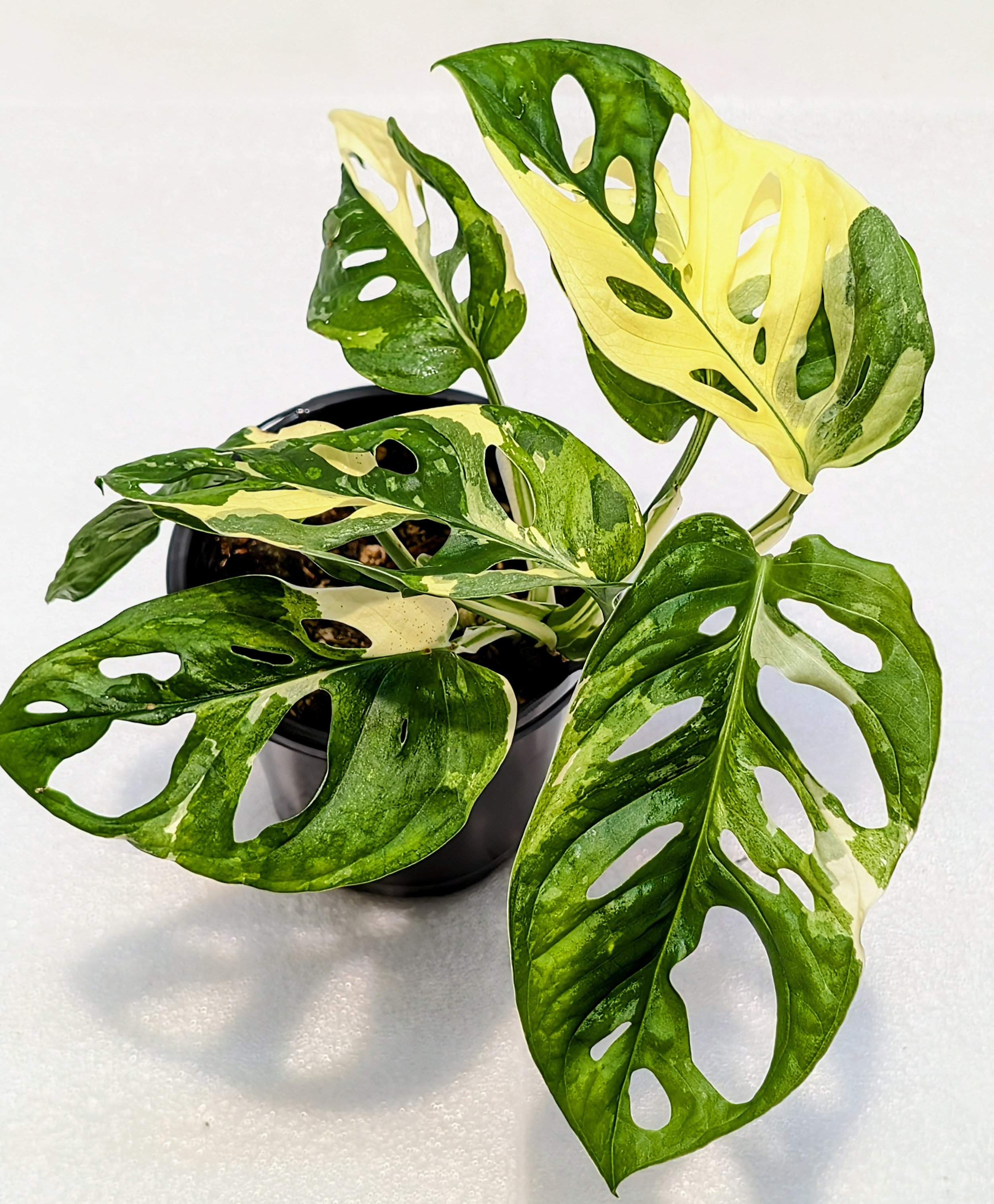 Monstera adansonii Albo Variegata Tricolor Archipelago has amazing variegation. White, yellow, and cream adorn the leaves of this rare Monstera. Fast growing.
