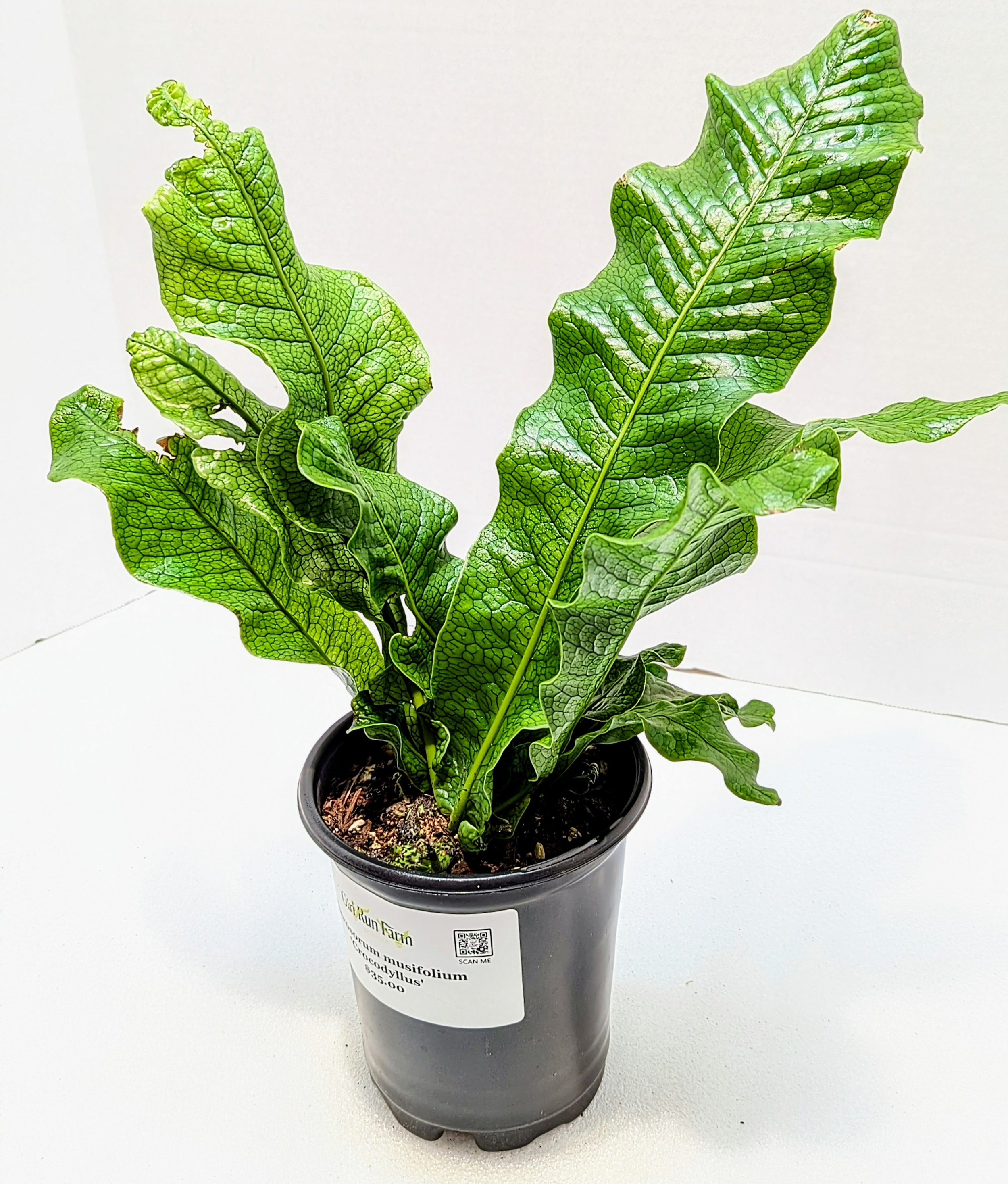 Microsorum musifolium Crocodyllus Crocodile Fern is a tropical fern. Gorgeous, glossy fronds are upright with the texture of crocodile skin.