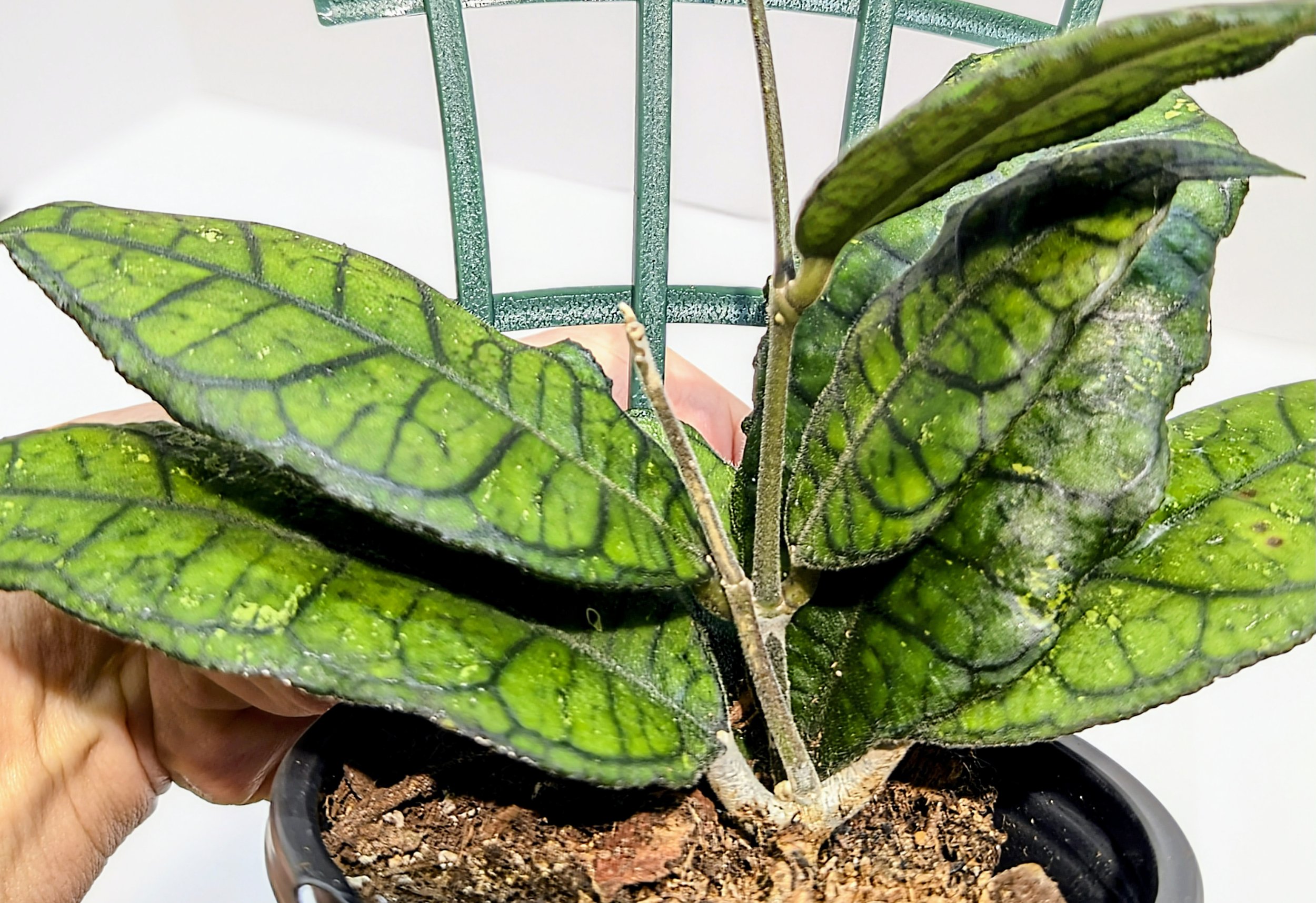 Hoya finlaysonii Snow Splash is highly sought after because of it’s unique and quite striking foliage. Delicate, star-shaped light pink flowers