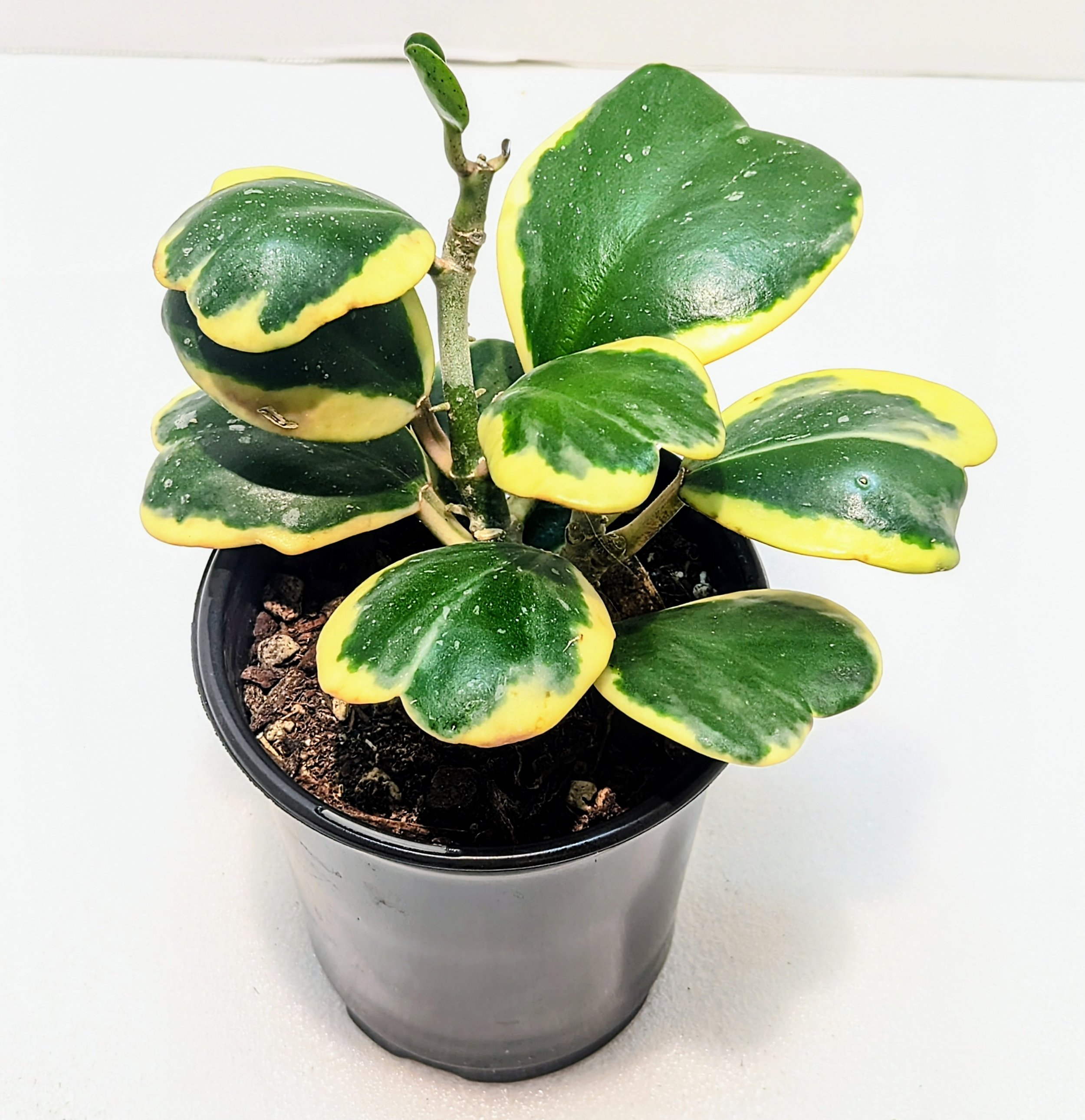 Hoya kerrii Variegated has thick, heart-shaped leaves with a wide cream border. This Hoya grows slowly and can be shaped to wrap around a trellis or trained to climb.