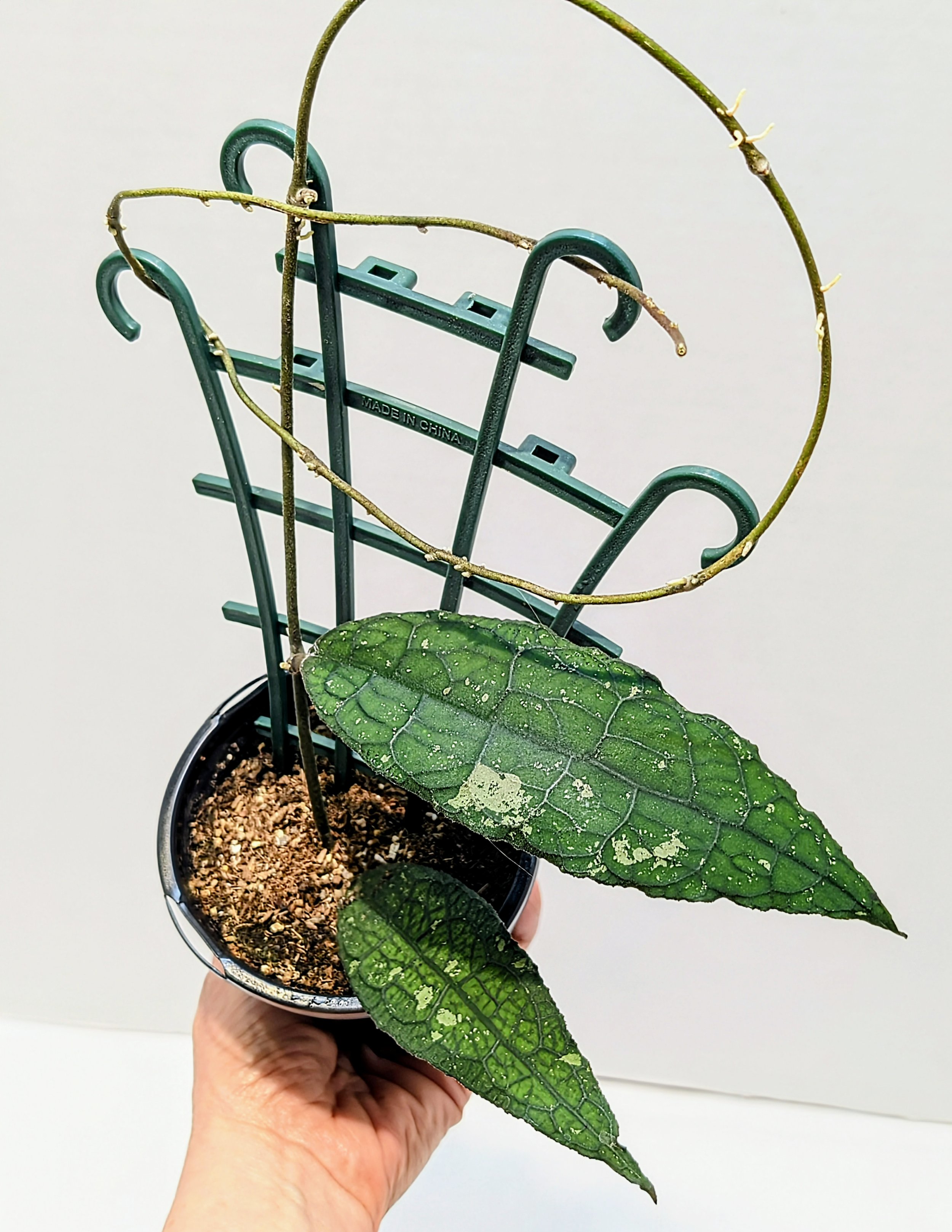 Hoya clemensorium is a rare and fast-growing Hoya once established. Native to the Philippines, the blooms of this species are a show-stopper!