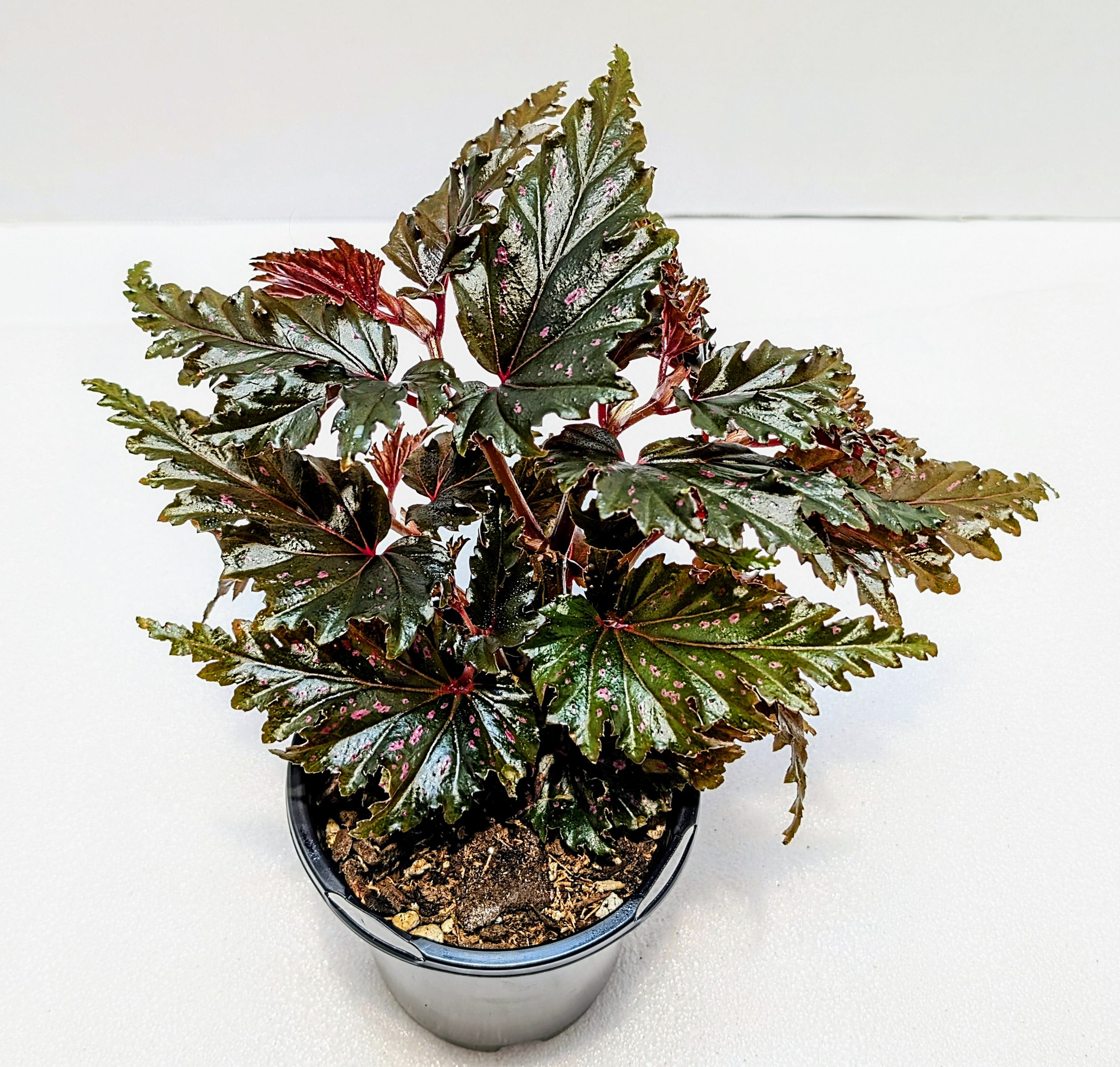 Begonia Jocko Boy is a 2017 Walter Dworkin hybrid. The leaves have pink and silver markings throughout the plant's life. Ruffled edges give this extra flair.