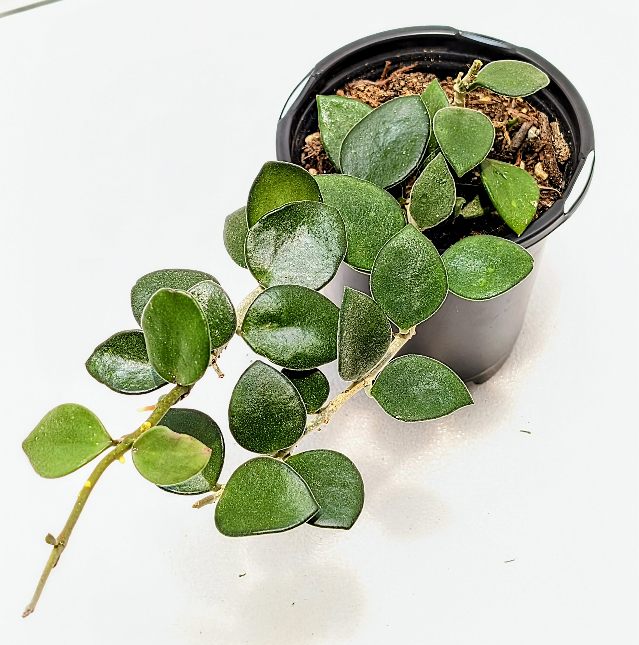 Hoya. Hoya pubera Hoya picta has the smallest flowers. Hoya pubera Hoya picta has velvety, small leaves as they cascade or climb.