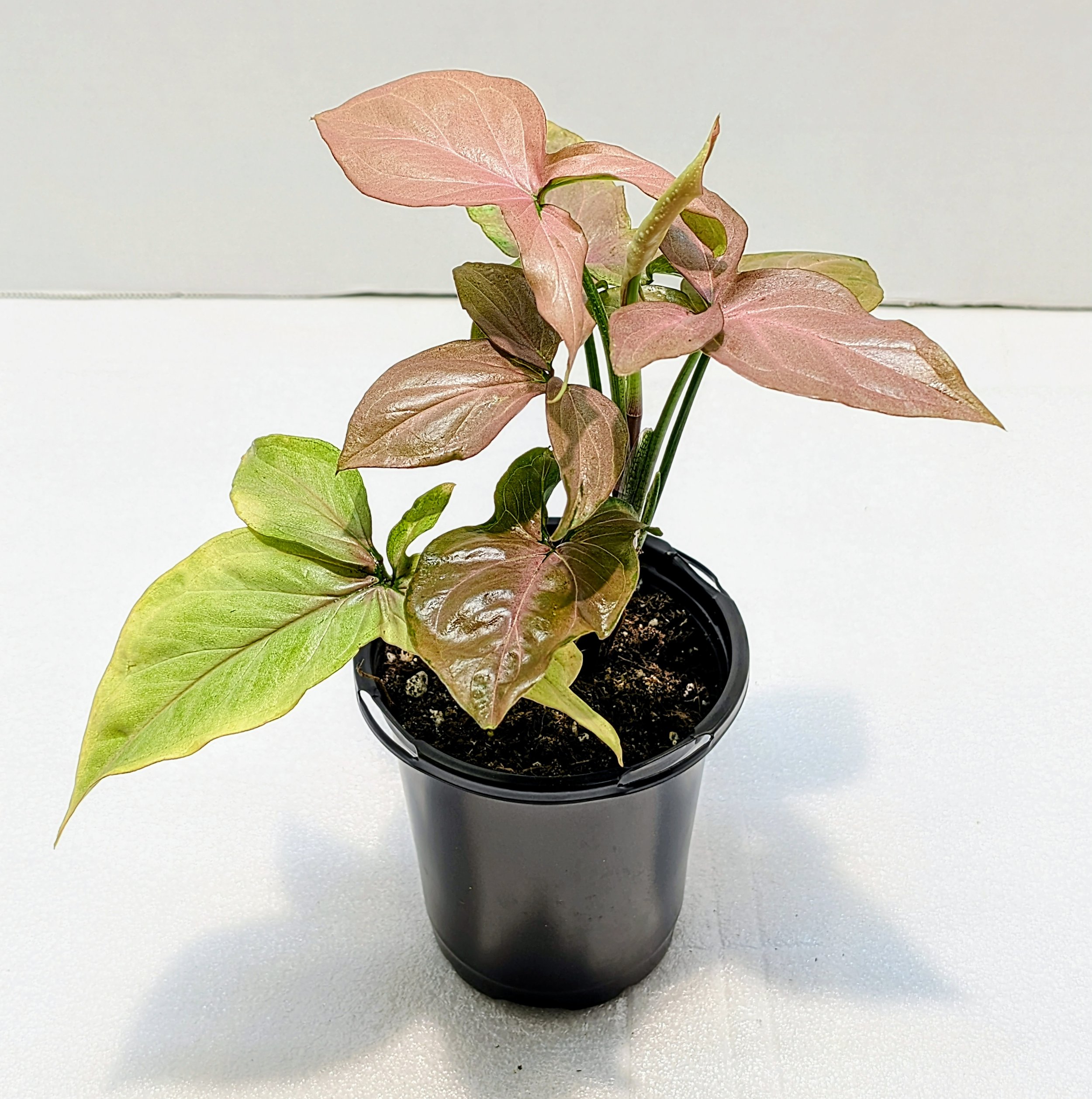 Syngonium podophyllum Pink Splash Variegated Arrowhead Vine has sharp, arrowhead leaves. The variegation is stunning, featuring pink and green streaks on each leaf.