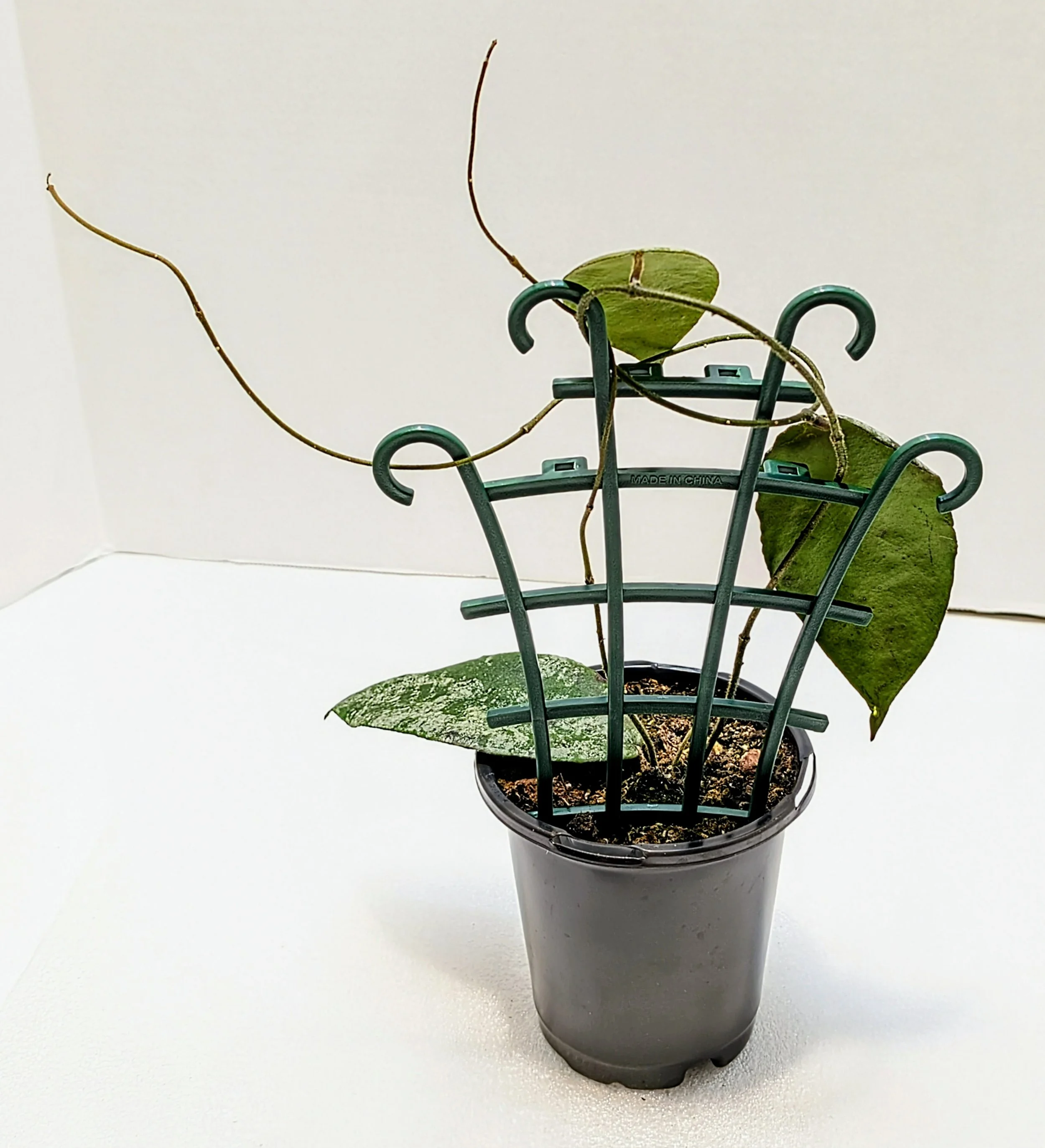 Hoya caudata Gold Rare 4