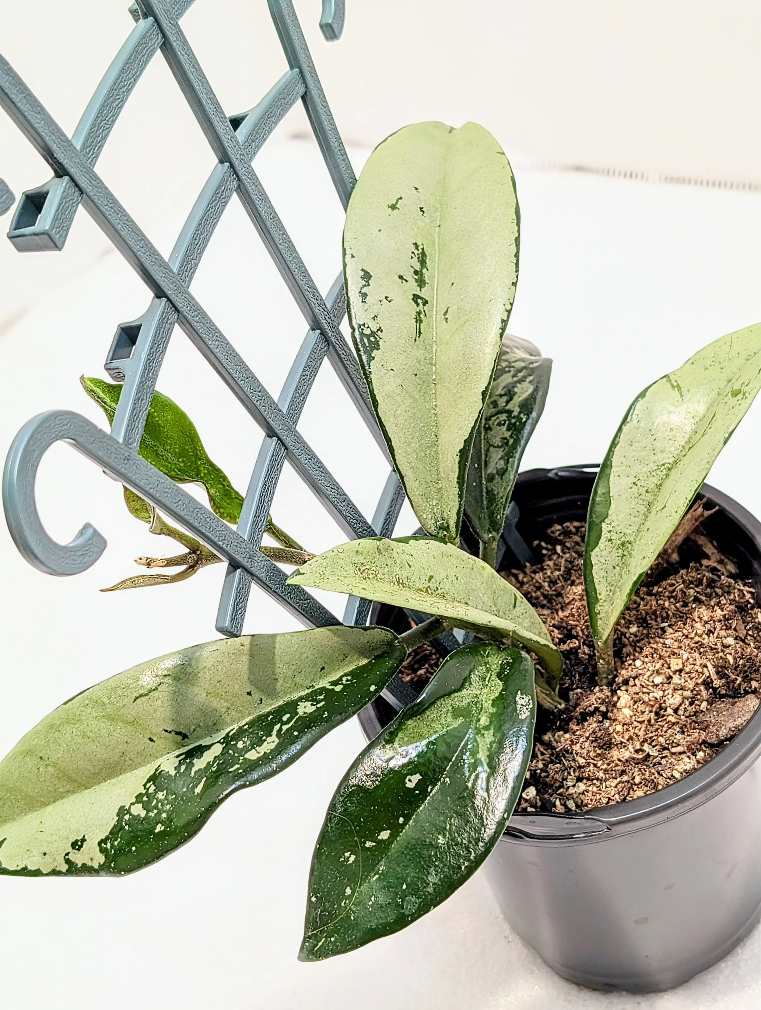 Hoya carnosa 'AH047', a stunning variegated cultivar admired for its creamy margins, vibrant green centers, and pink new growth under bright light.